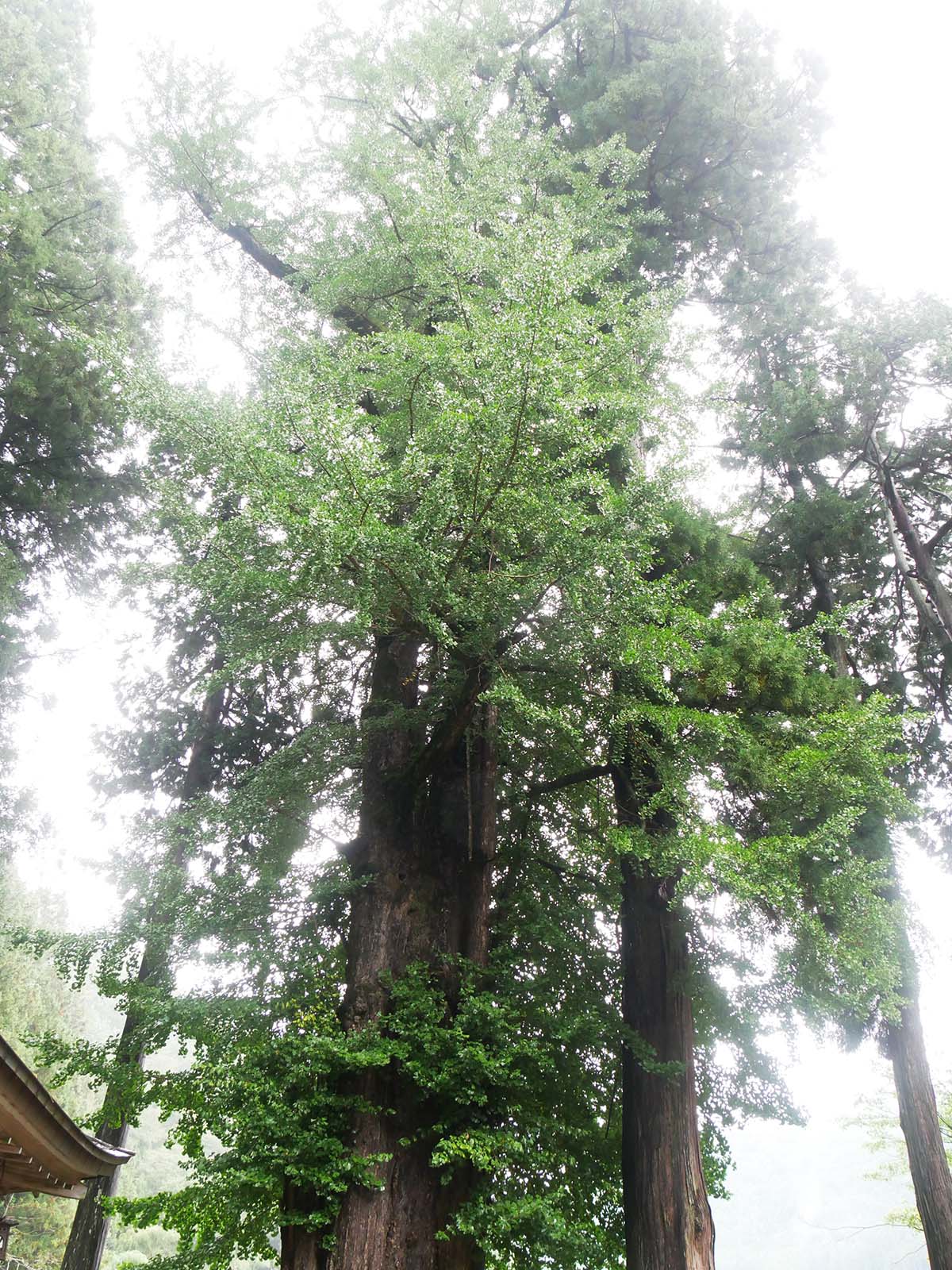 田口水分神社のイチョウ