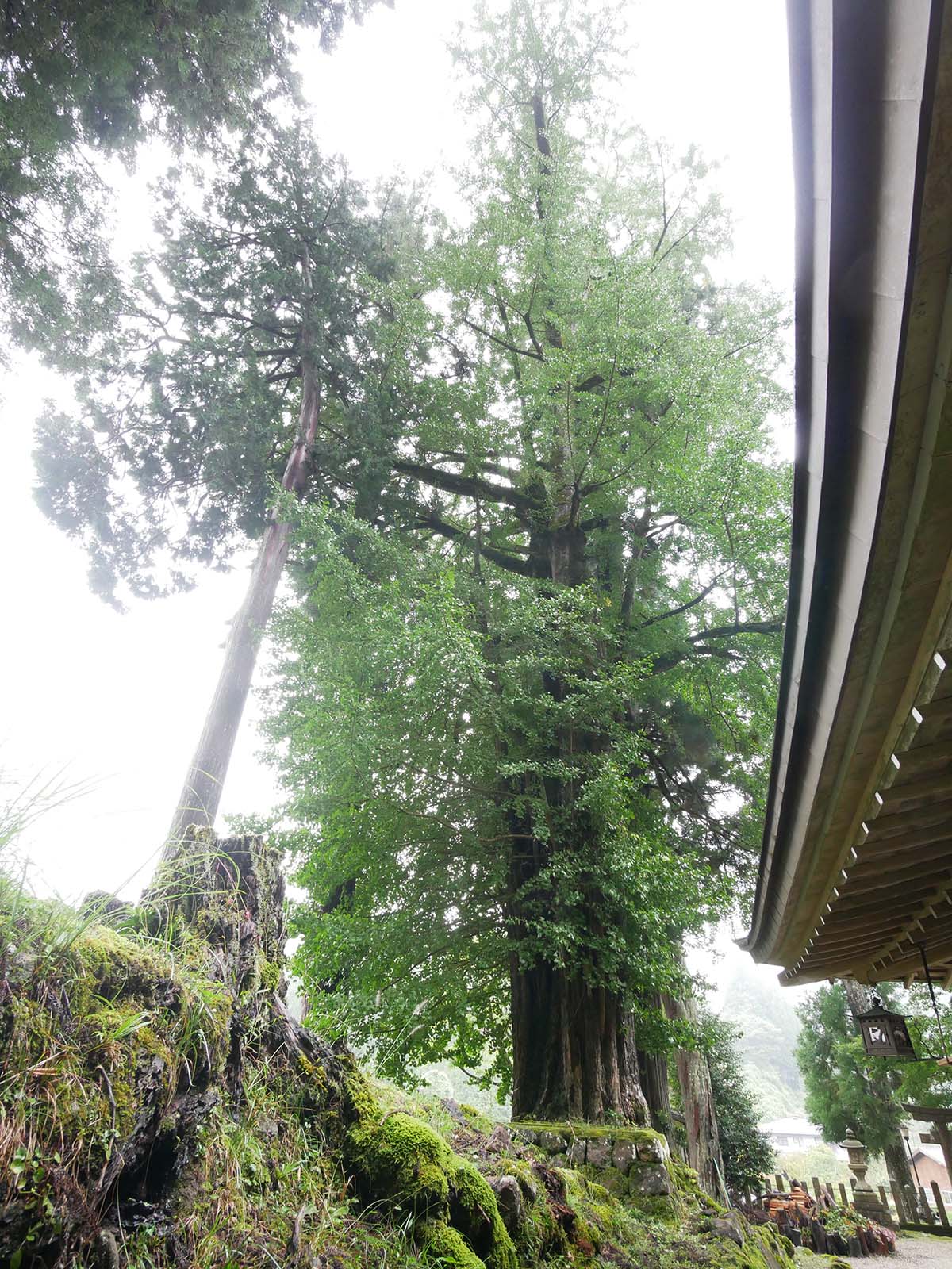 田口水分神社のイチョウ