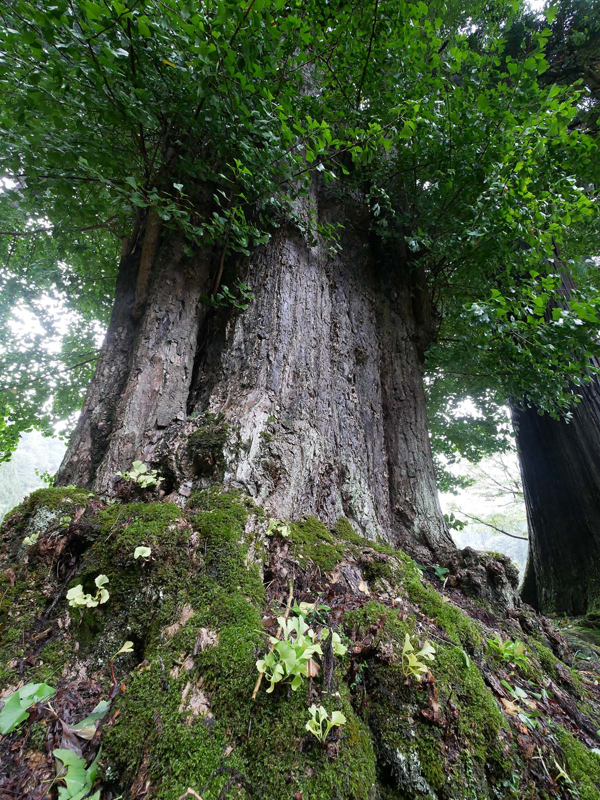 田口水分神社のイチョウ