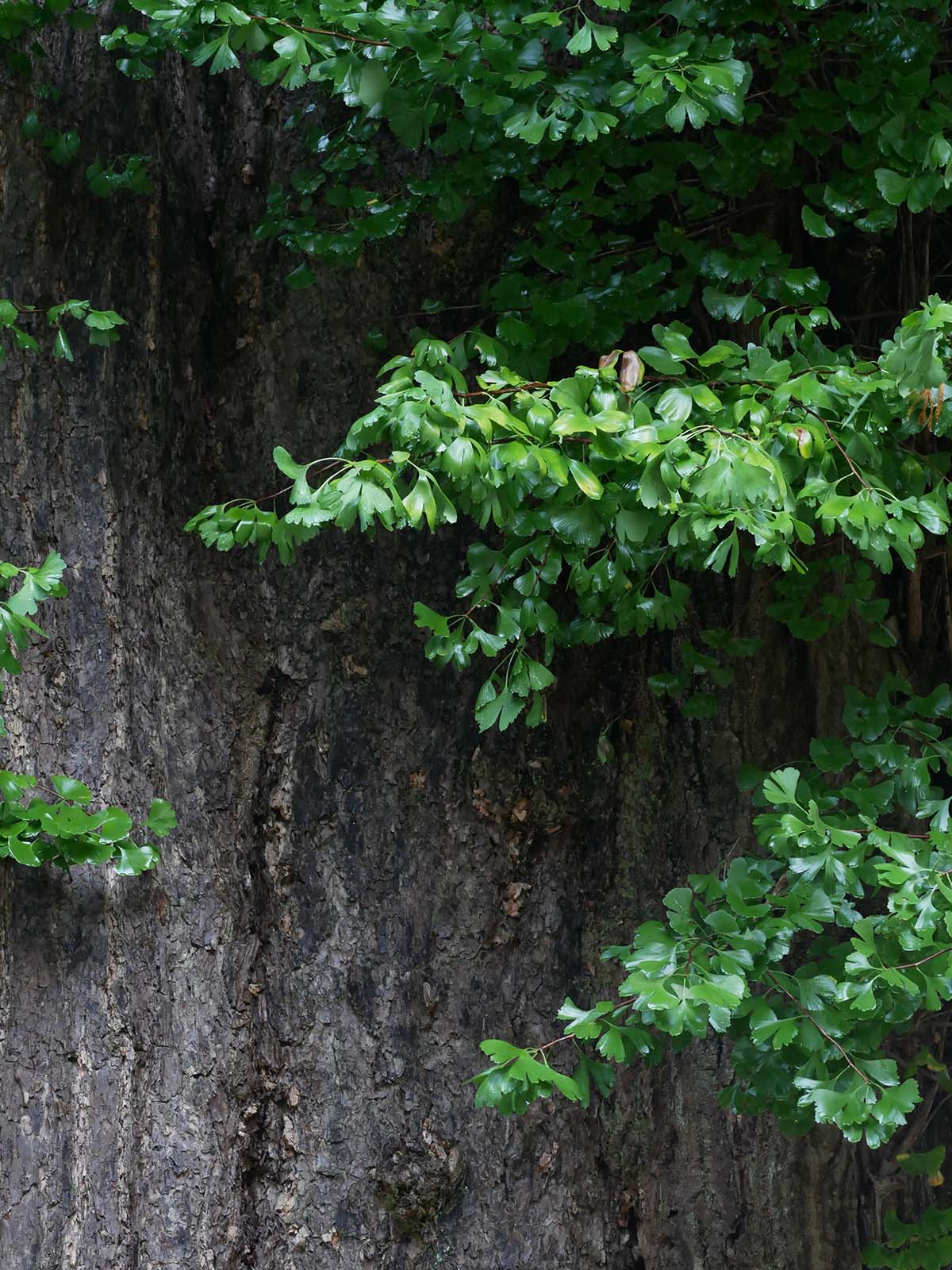 田口水分神社のイチョウ