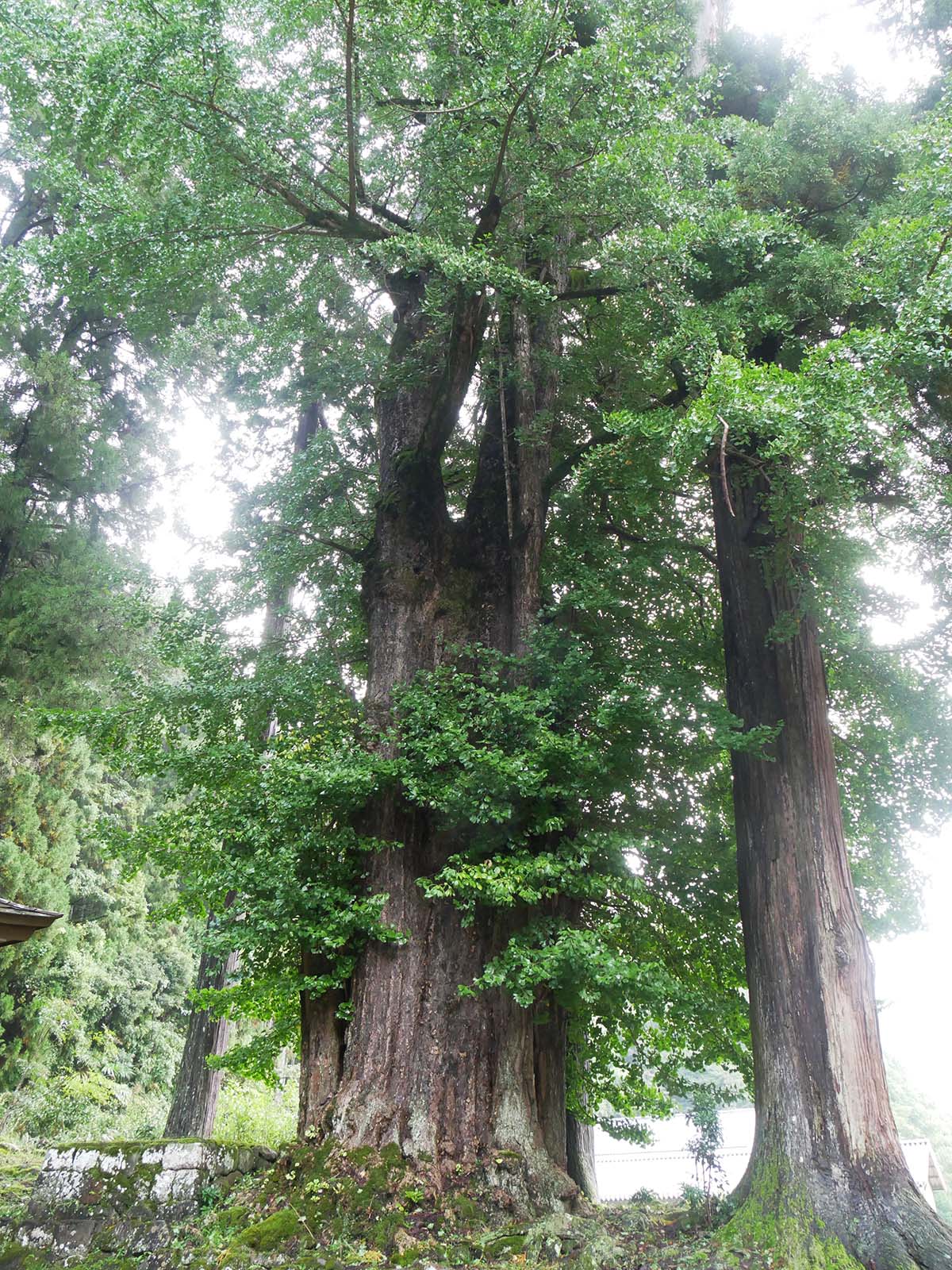 田口水分神社のイチョウ