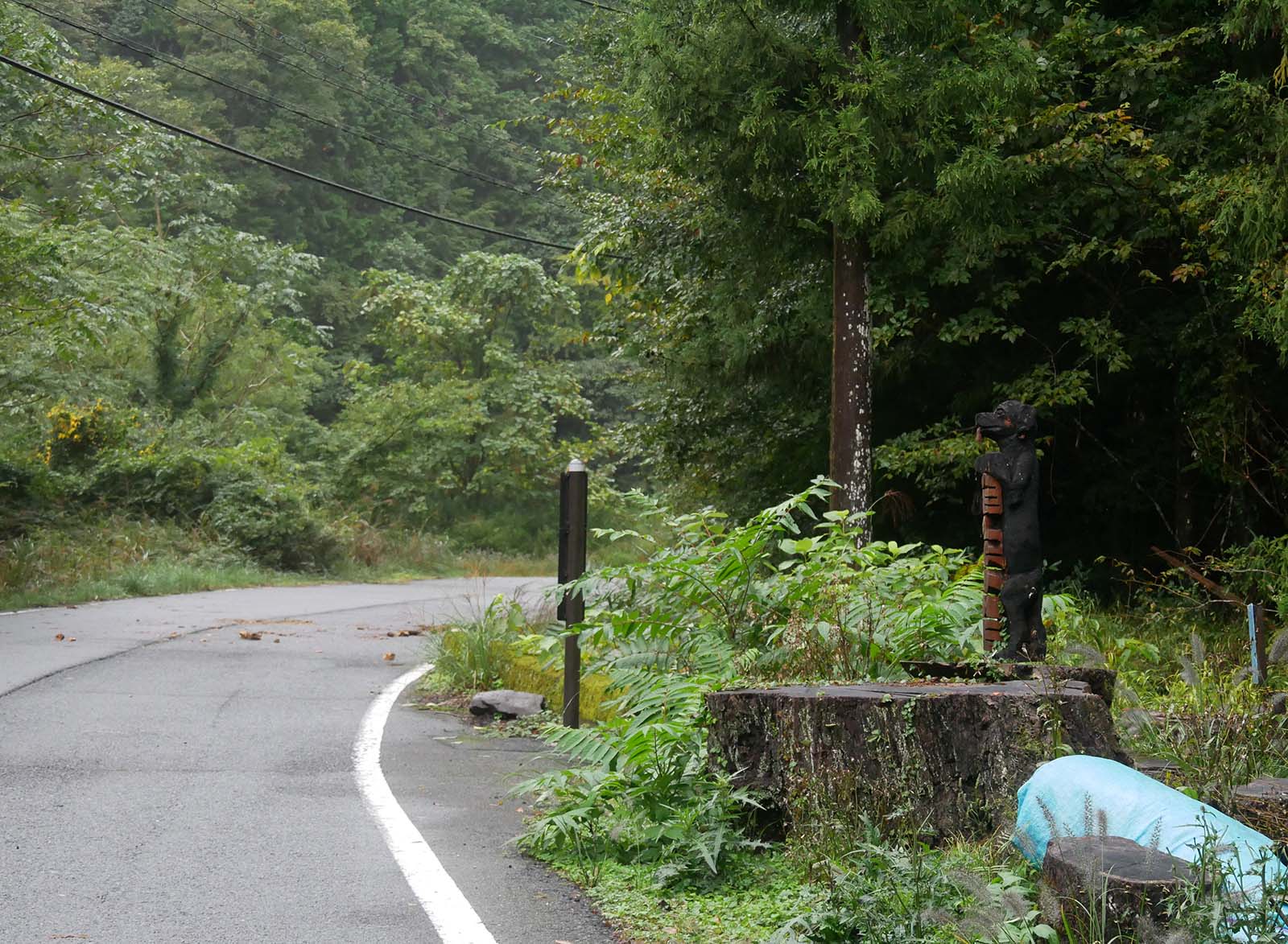 下田口のコナラ