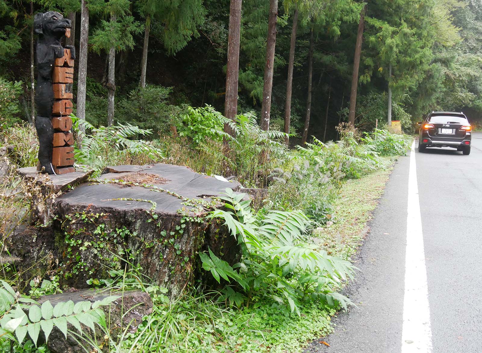 下田口のコナラ