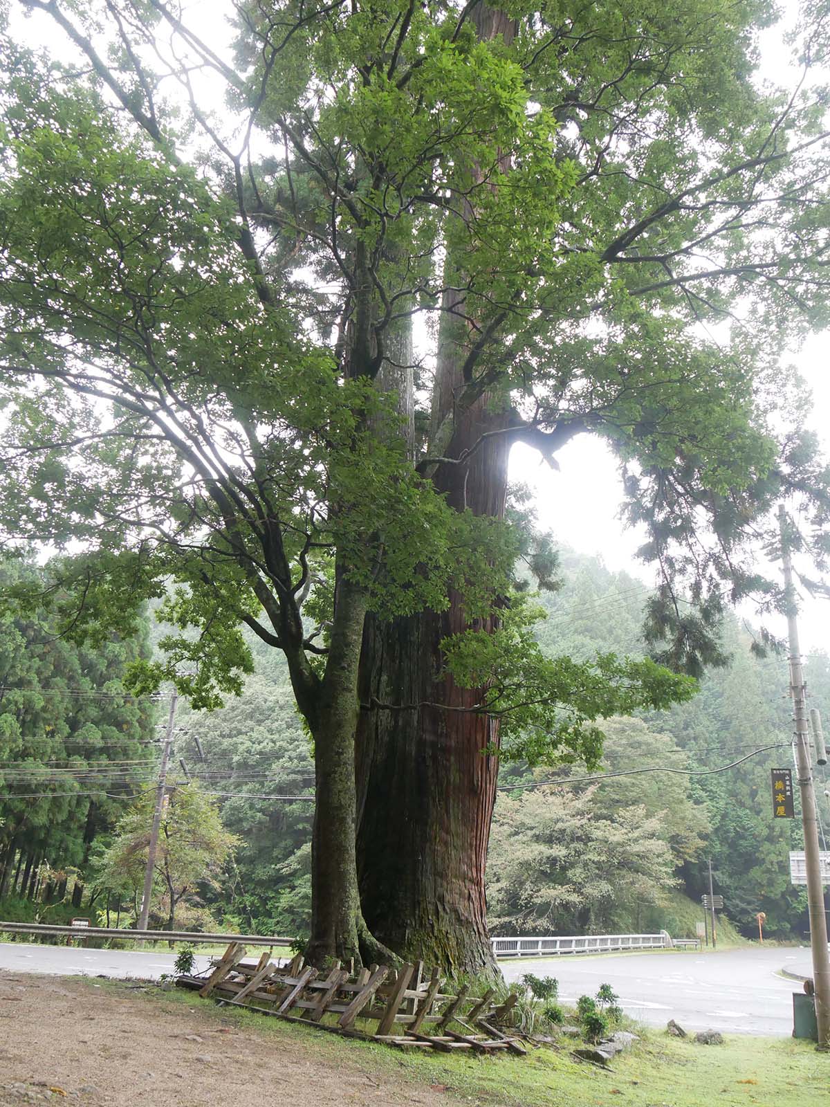 室生龍穴神社のスギ