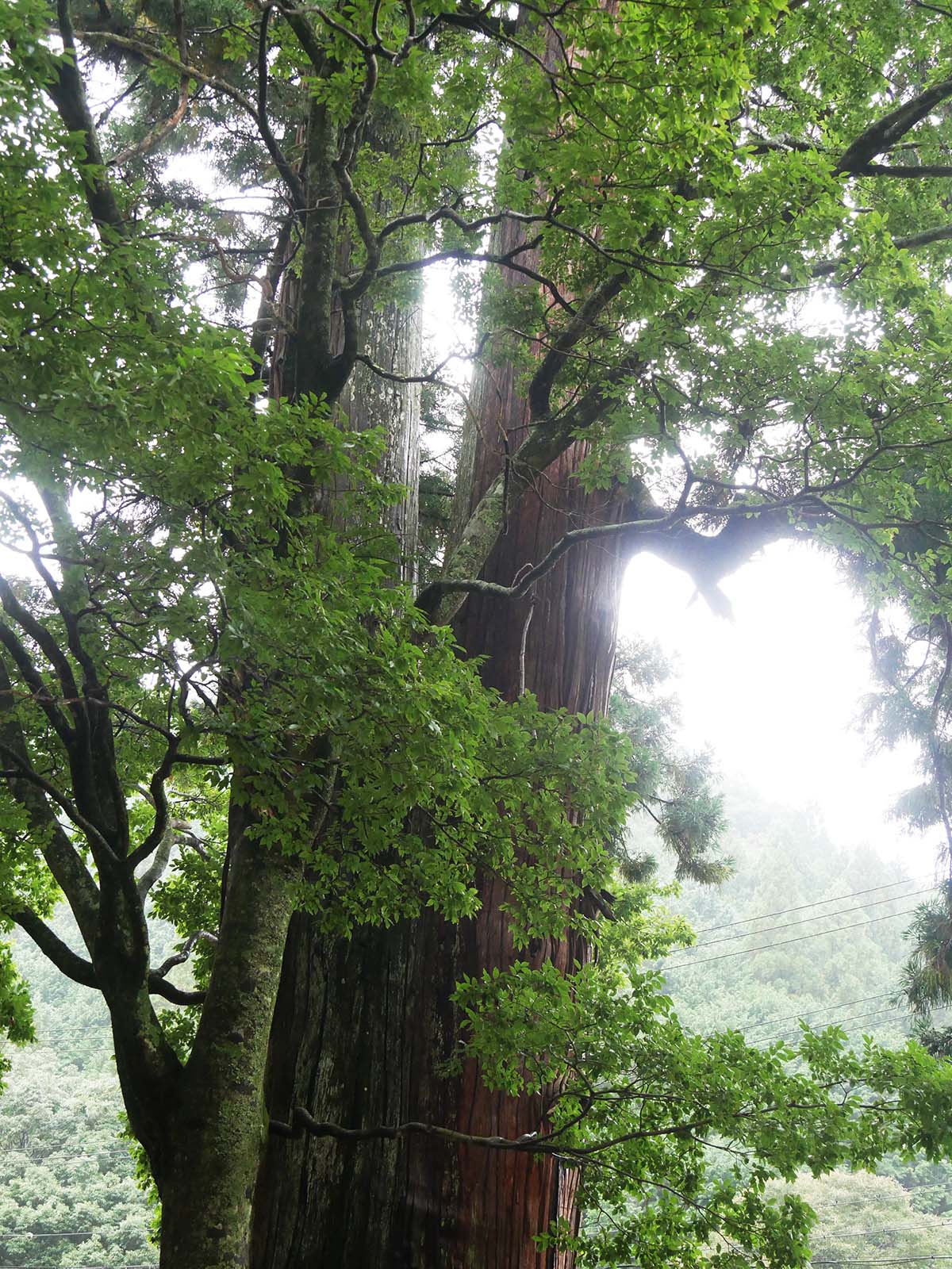 室生龍穴神社のスギ