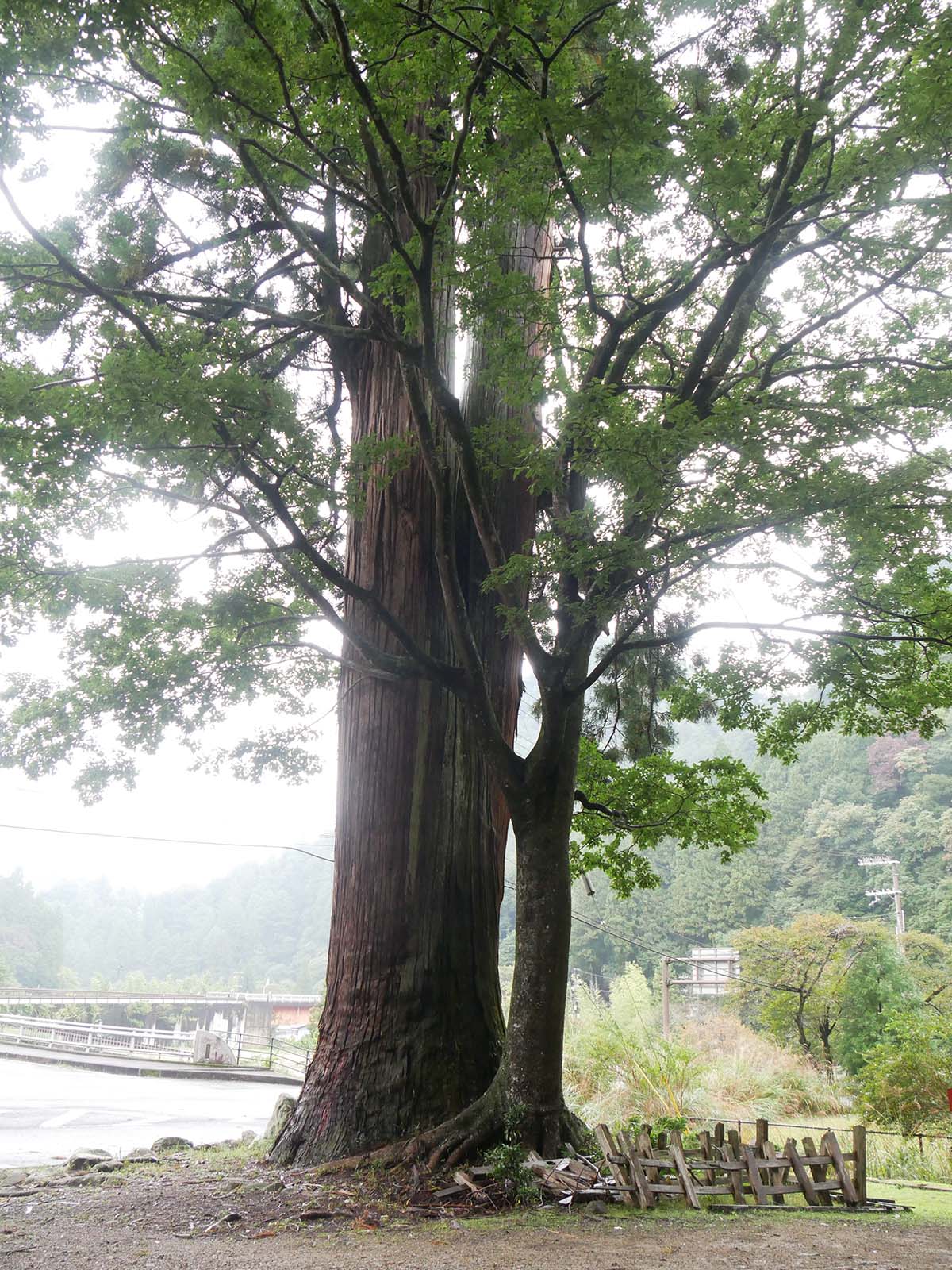 室生龍穴神社のスギ