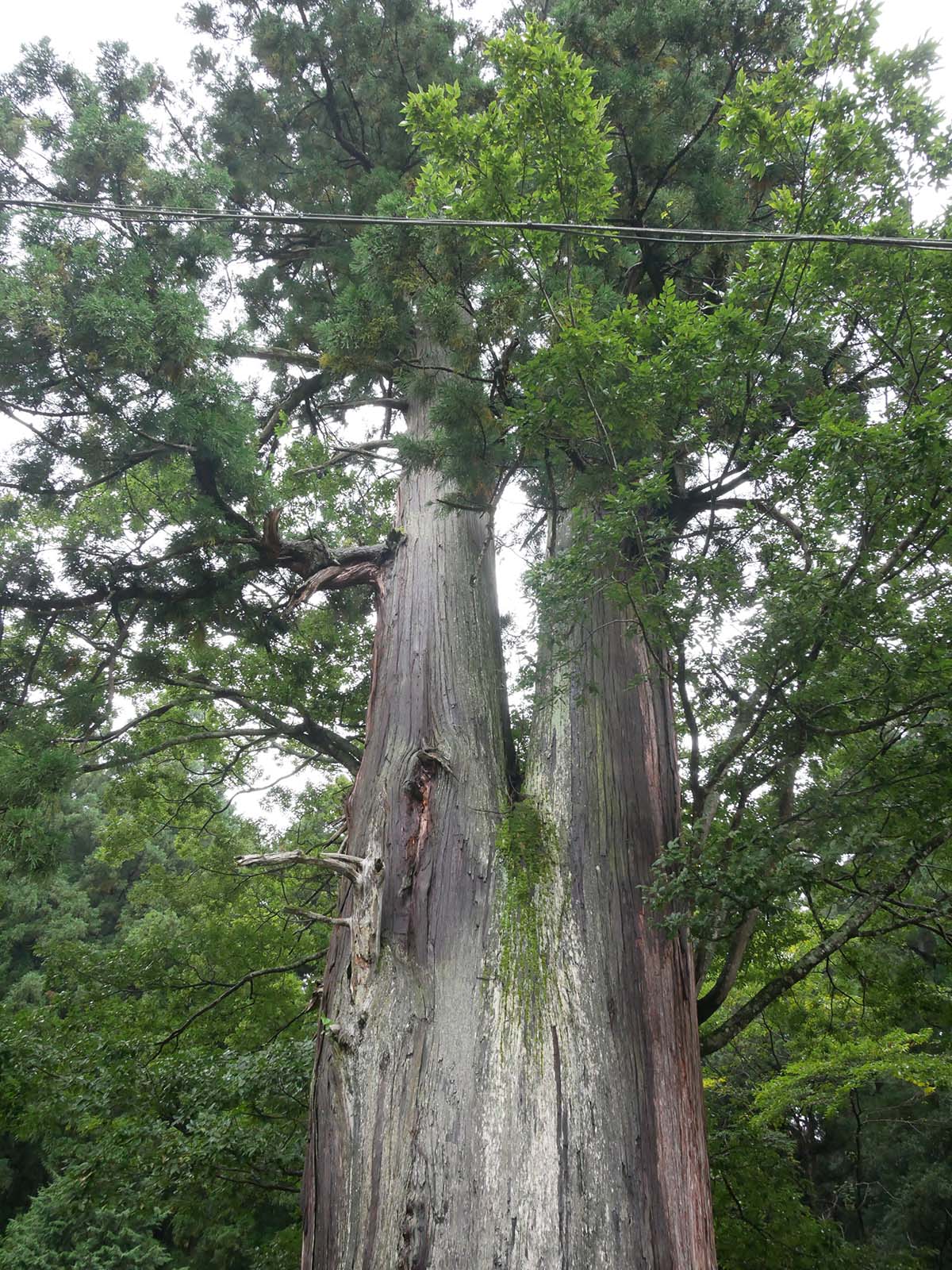 室生龍穴神社のスギ