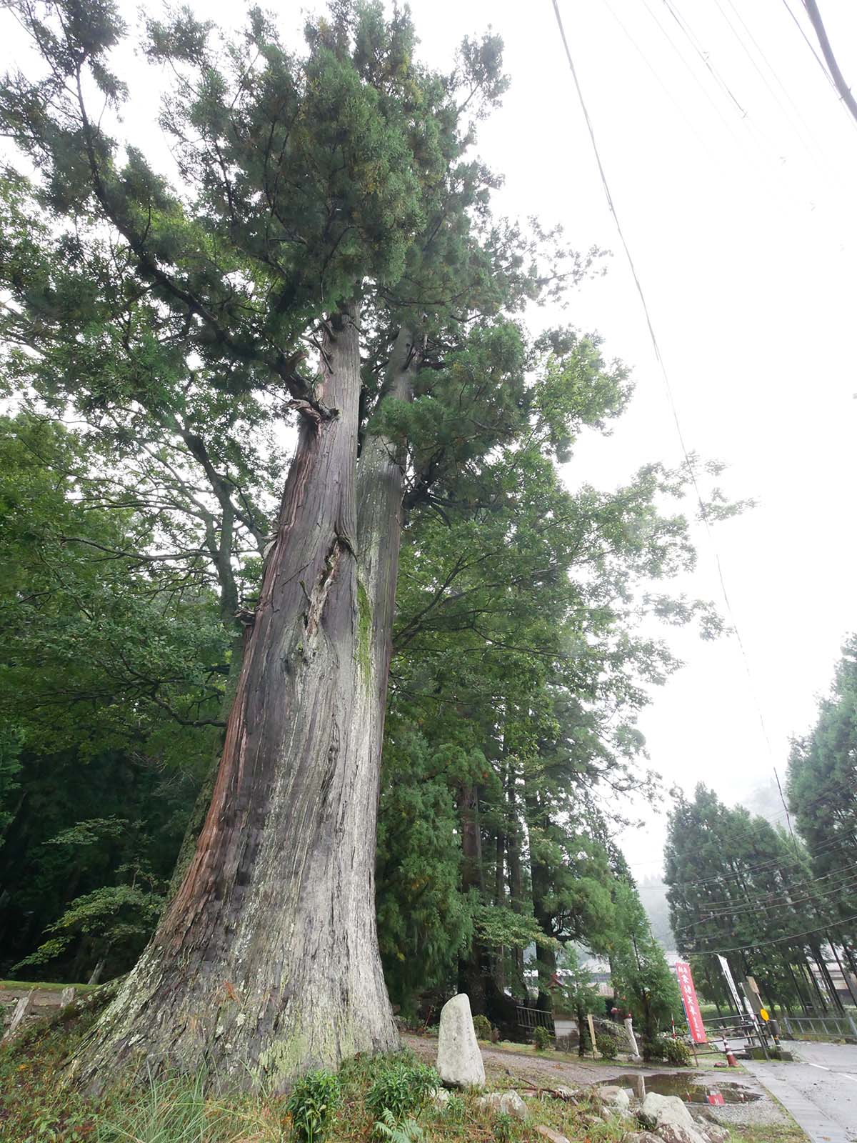 室生龍穴神社のスギ