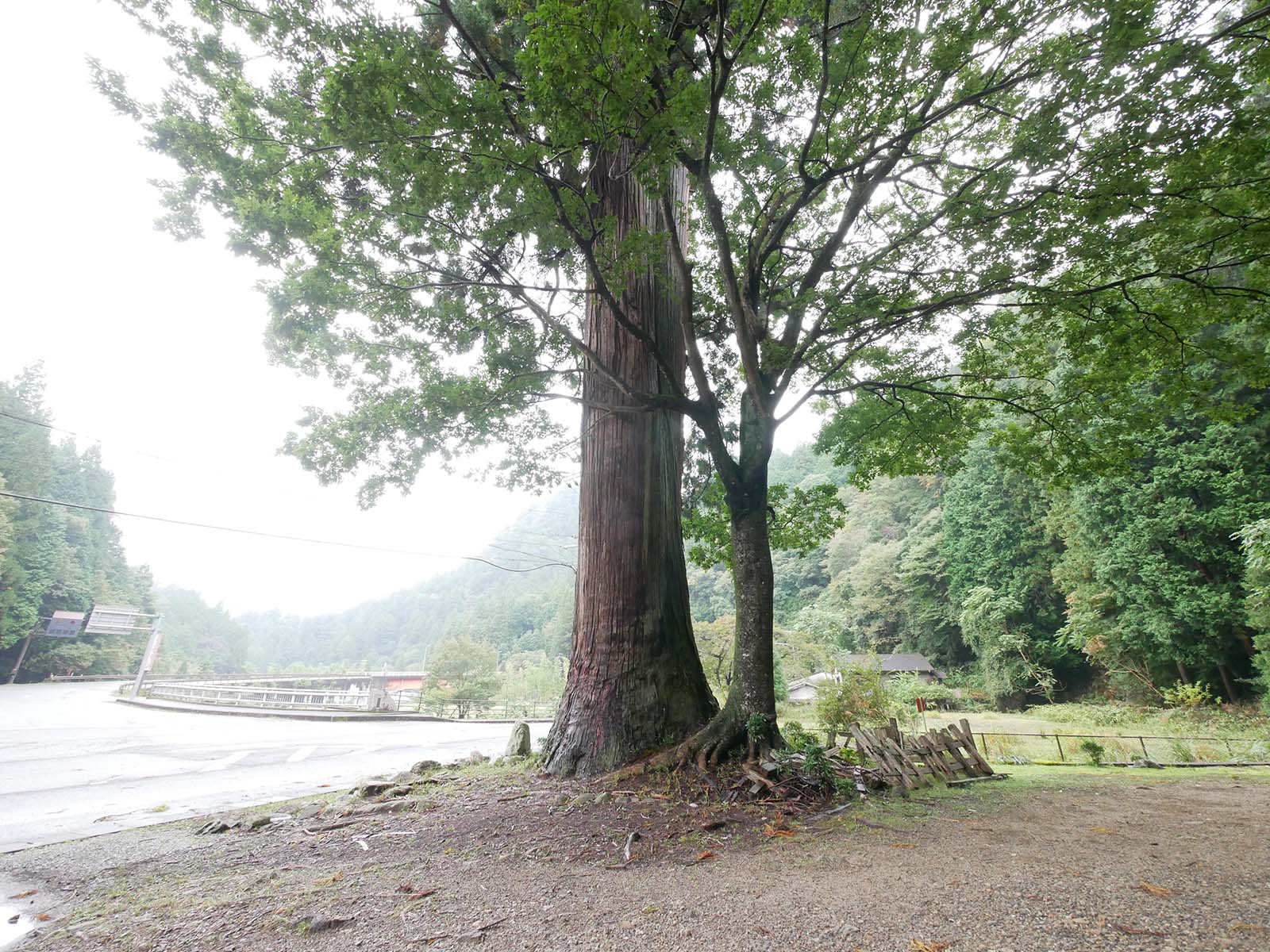 室生龍穴神社のスギ