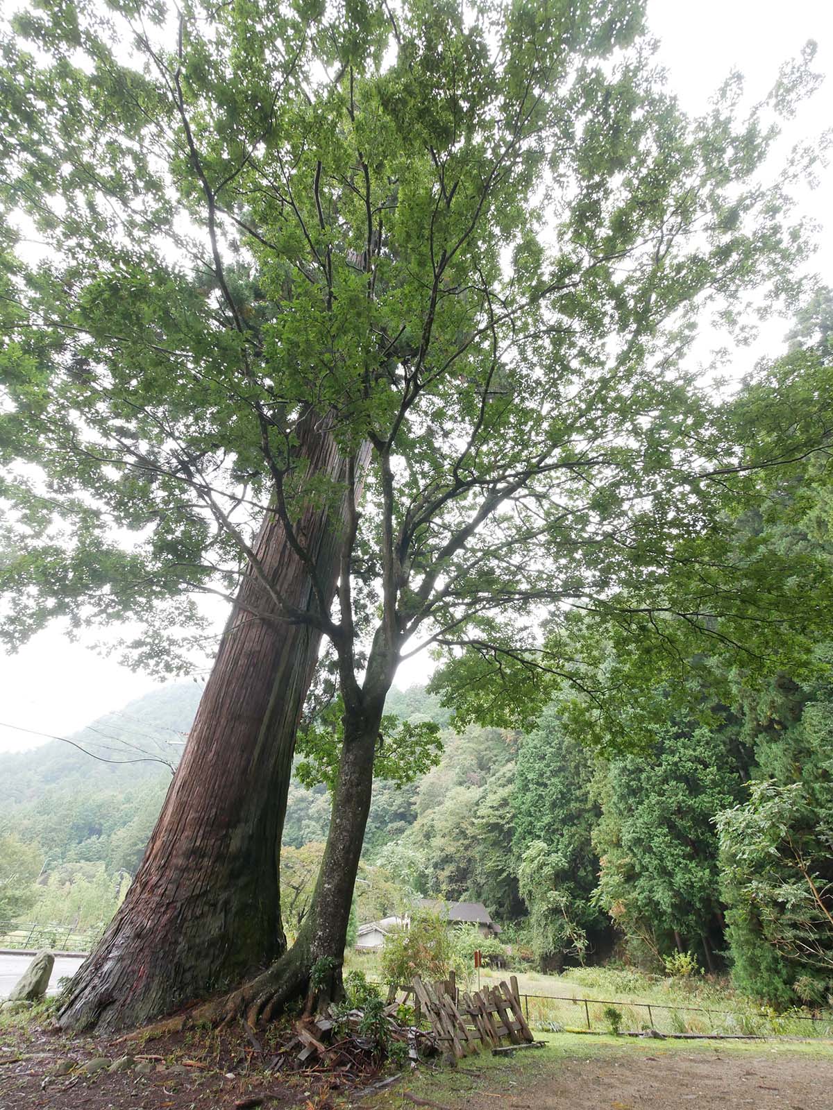 室生龍穴神社のスギ