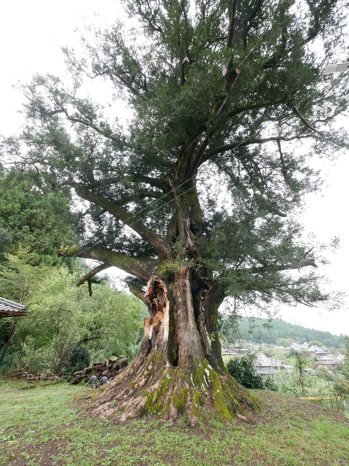 大福寺のカヤ