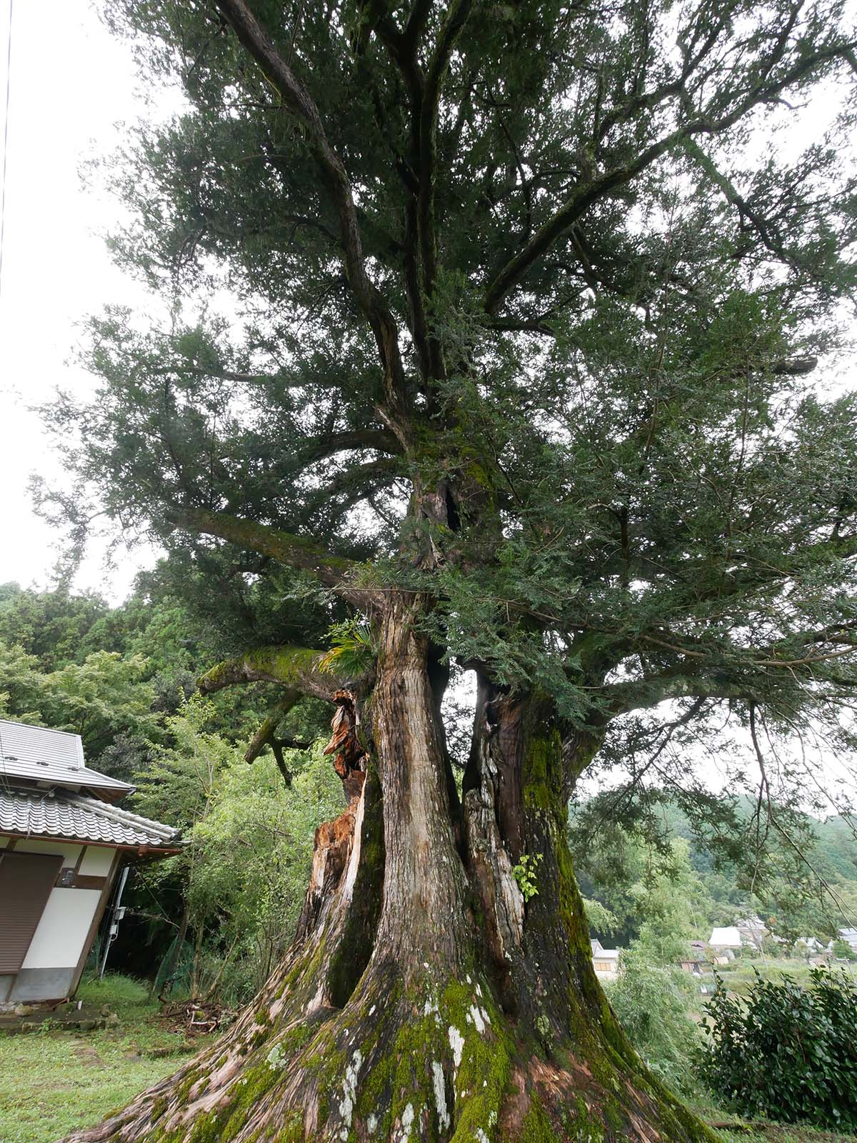 大福寺のカヤ