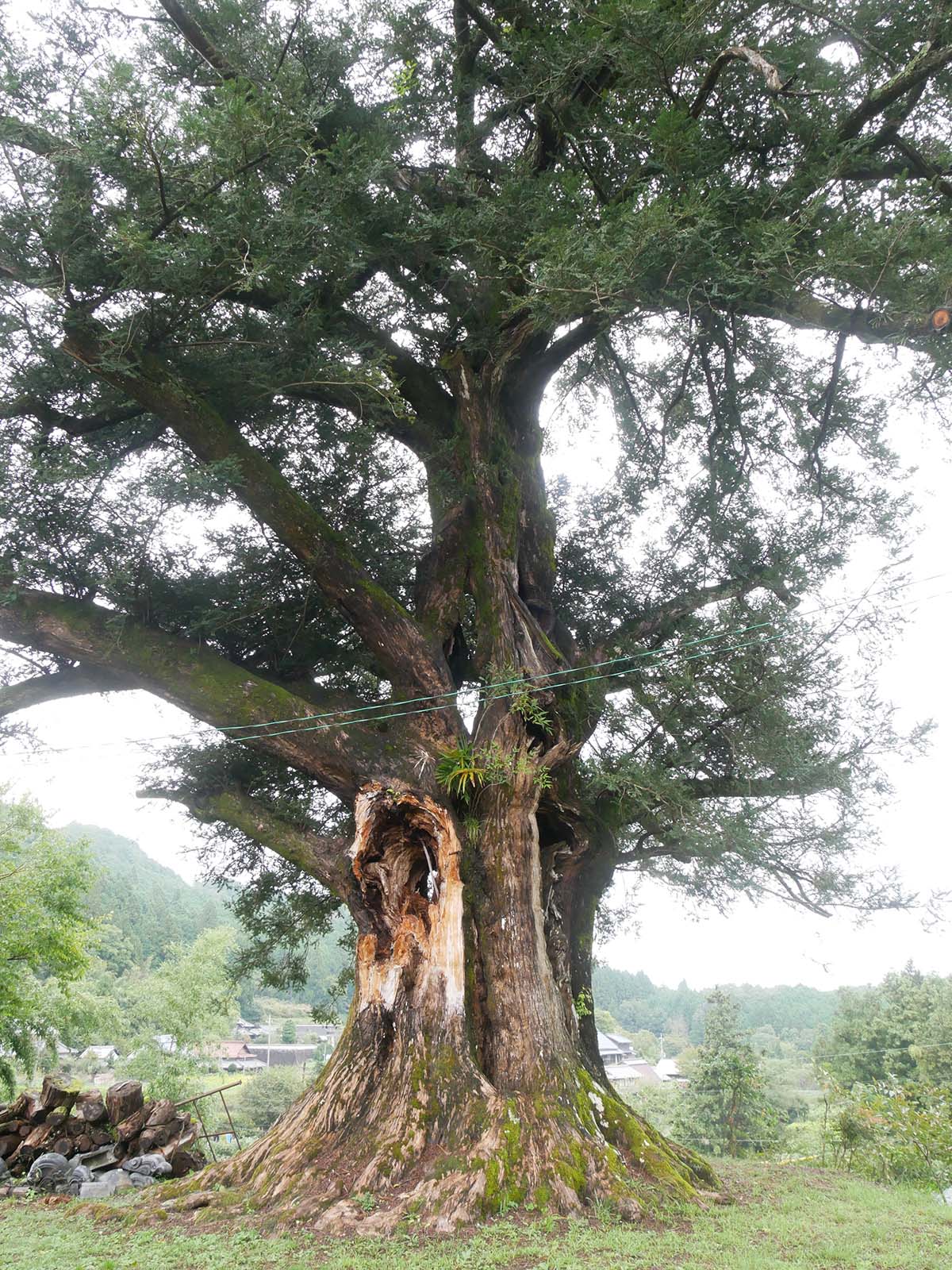 大福寺のカヤ