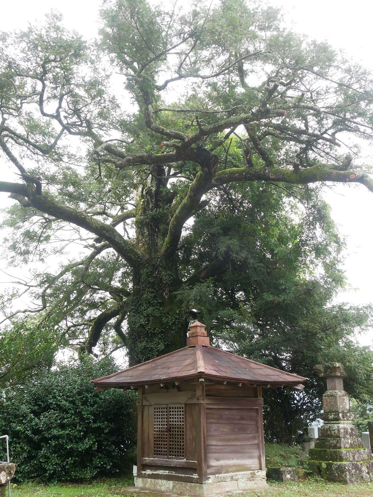 大福寺のカヤ