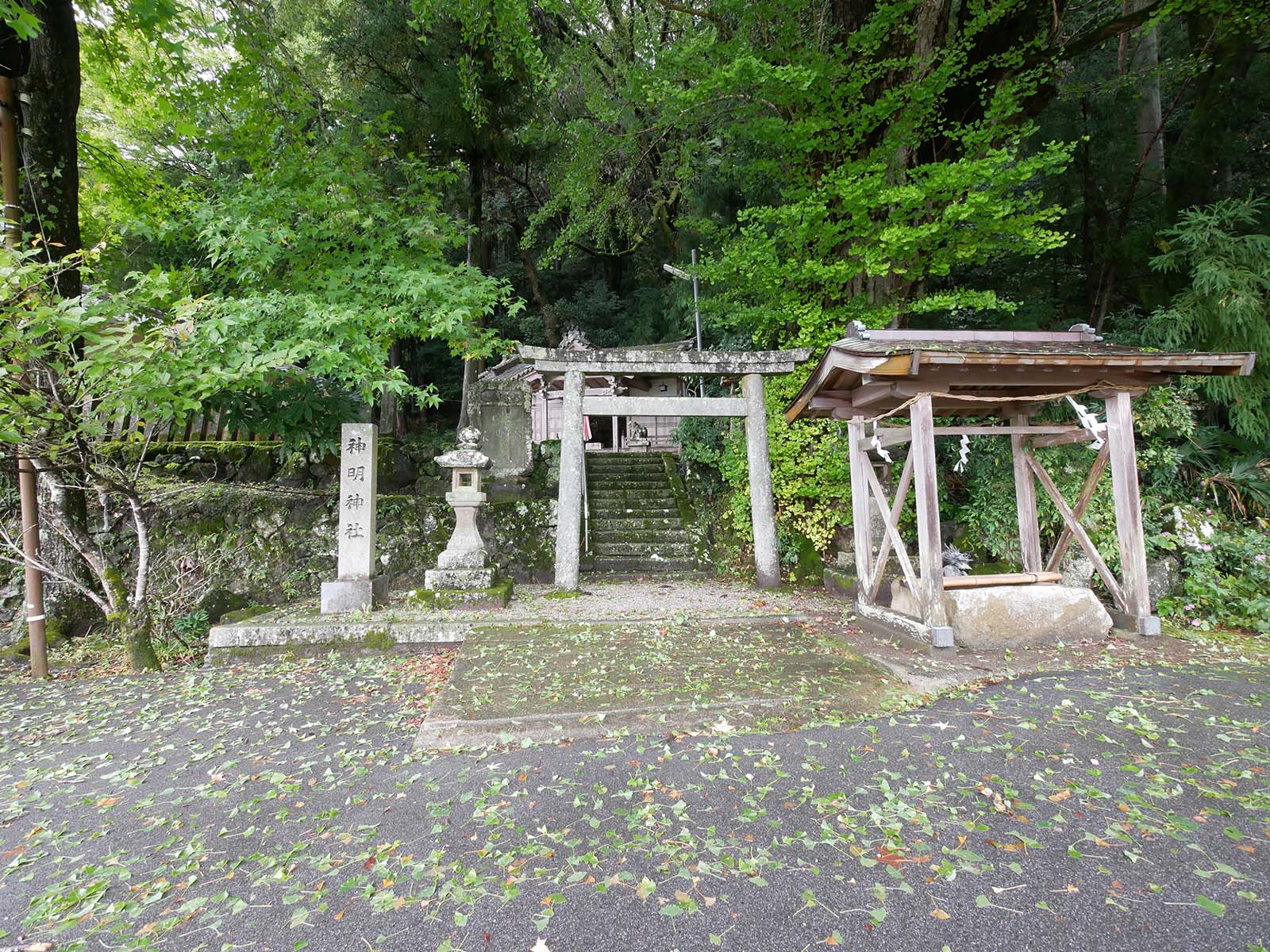 古大野神明神社のイチョウ