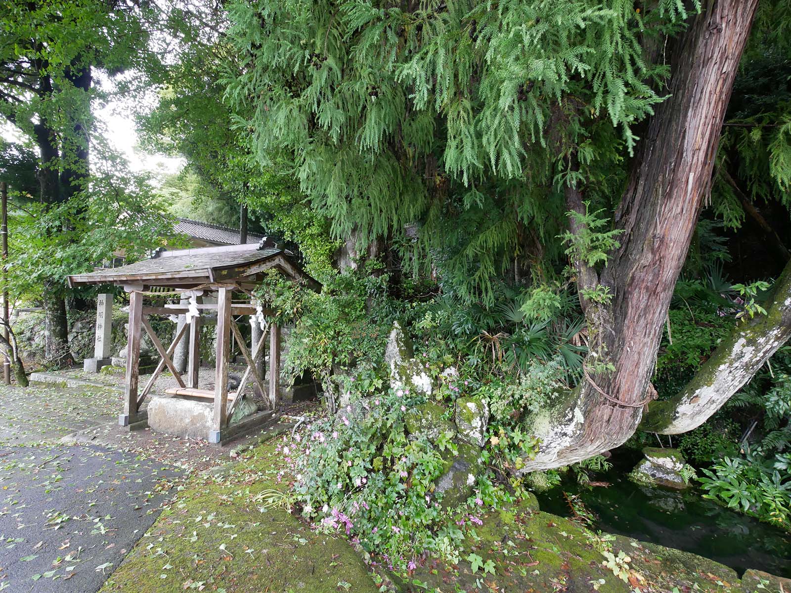 古大野神明神社のイチョウ