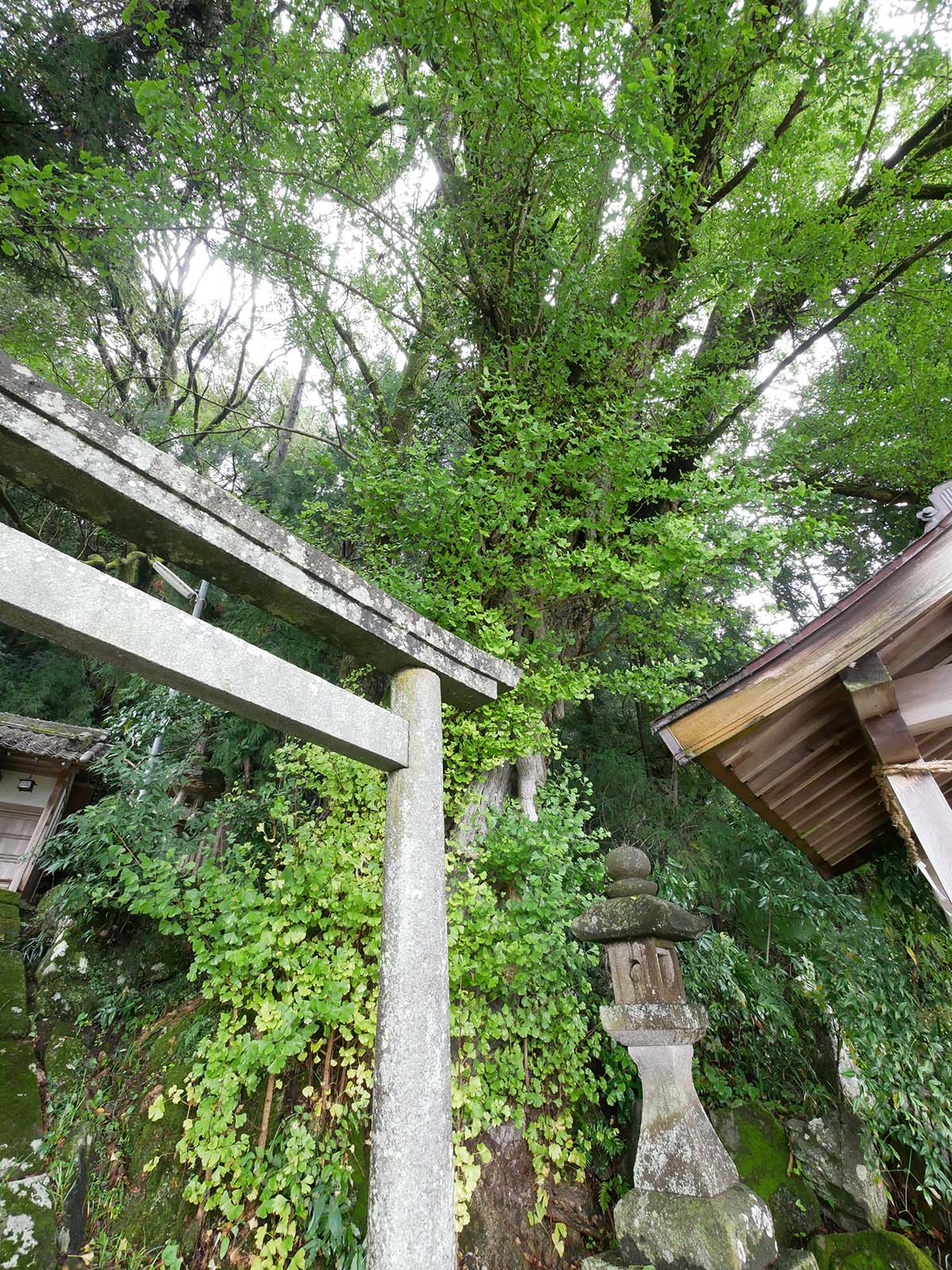 古大野神明神社のイチョウ