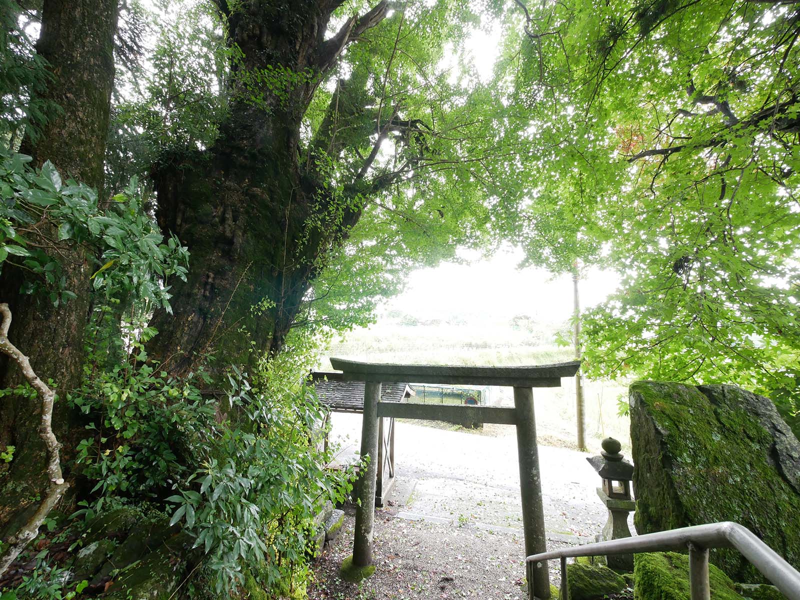 古大野神明神社のイチョウ