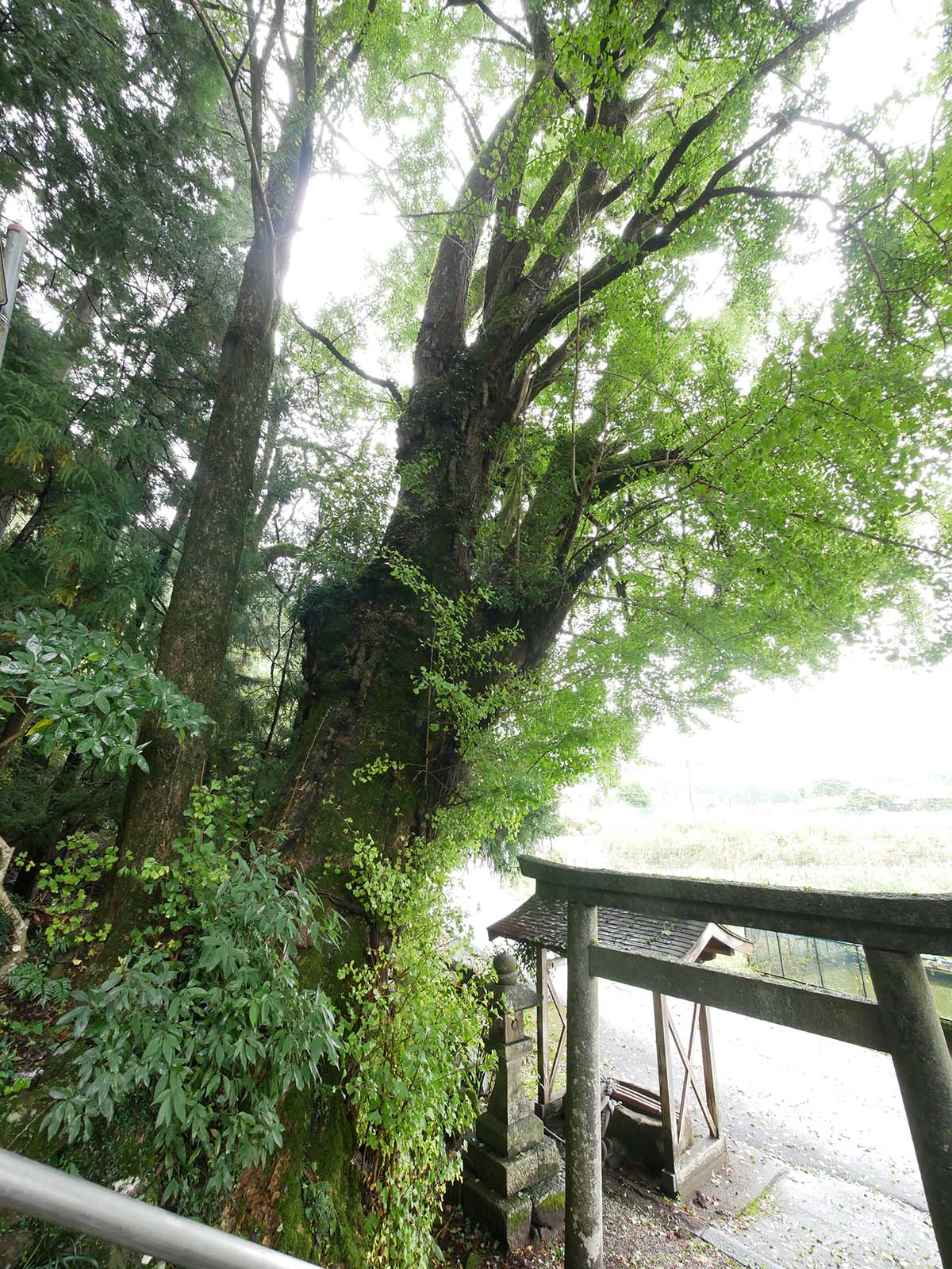 古大野神明神社のイチョウ