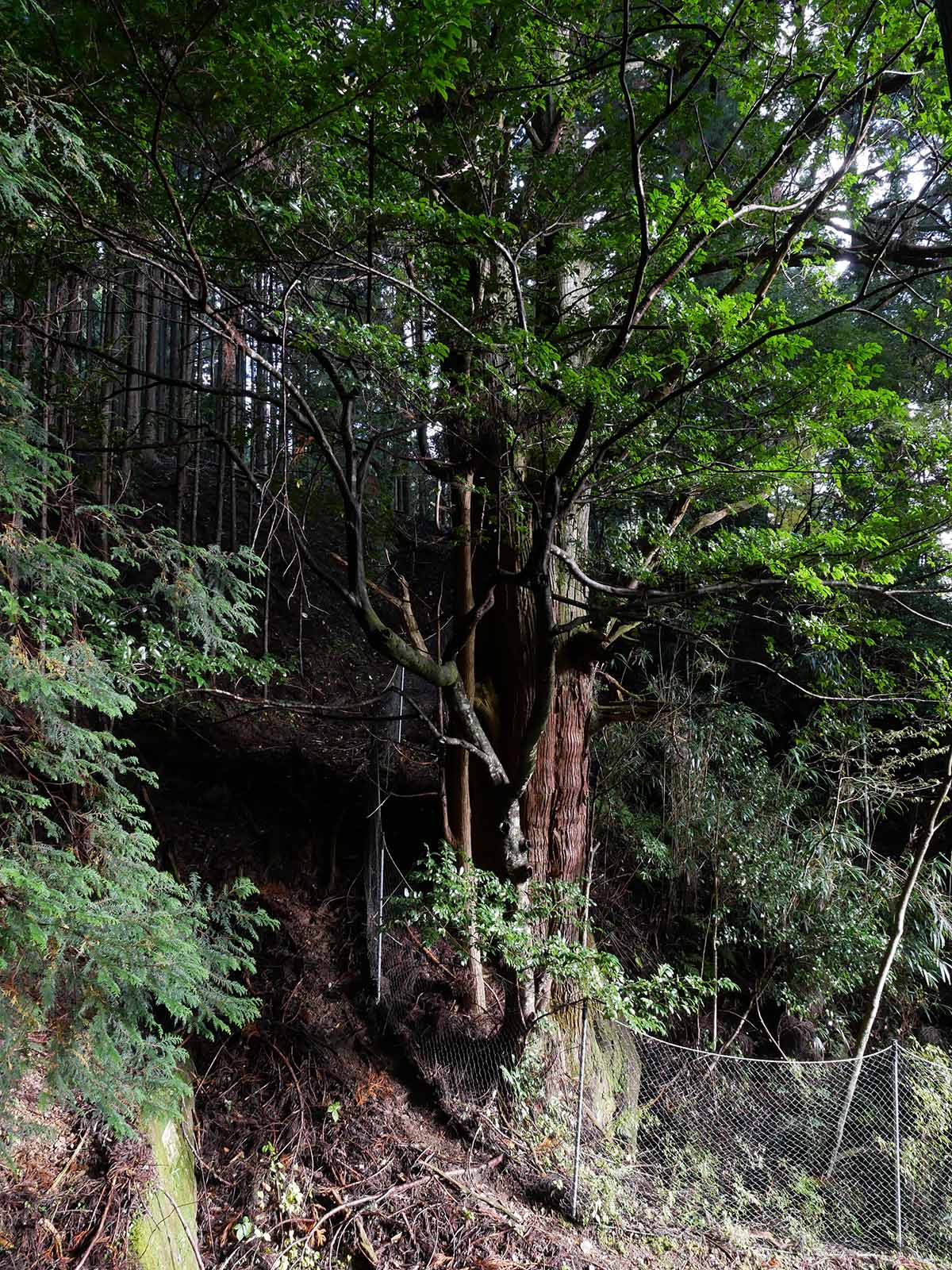 野迫川勝手神社のスギ