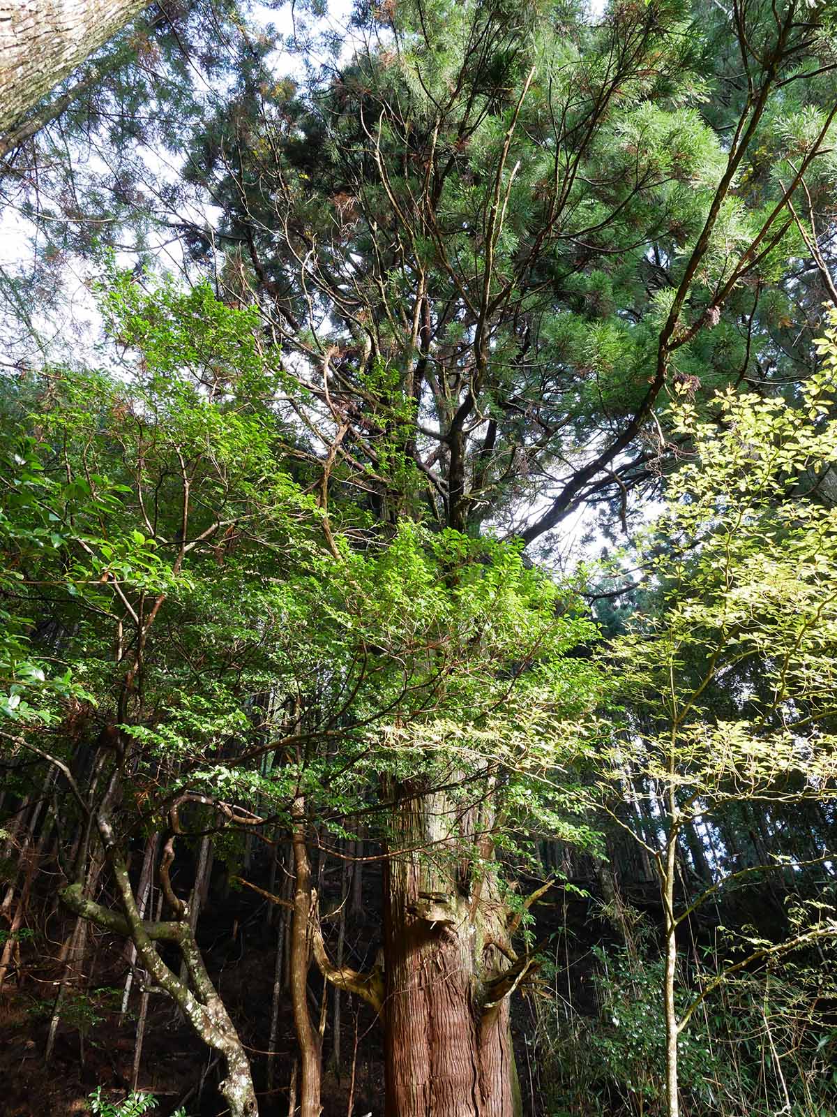 野迫川勝手神社のスギ