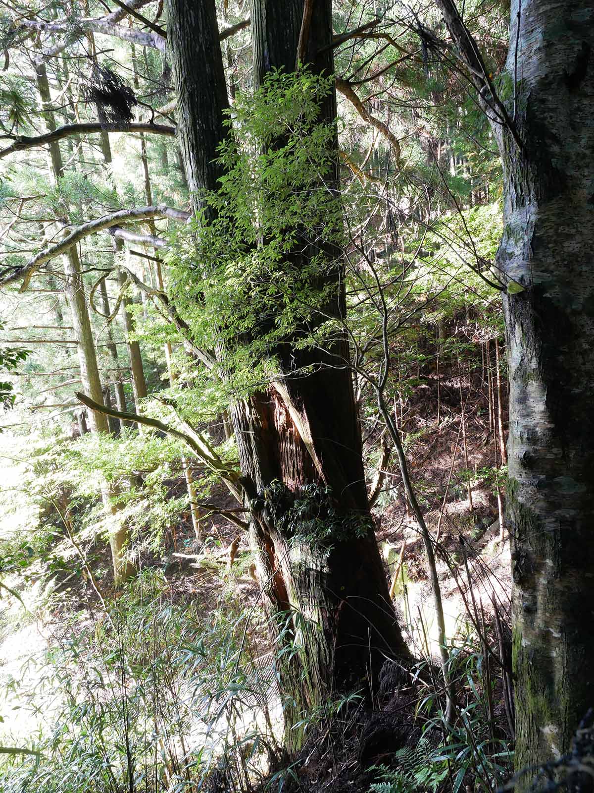 野迫川勝手神社のスギ