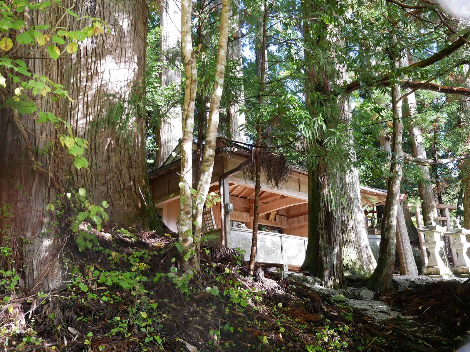 野迫川勝手神社のスギ