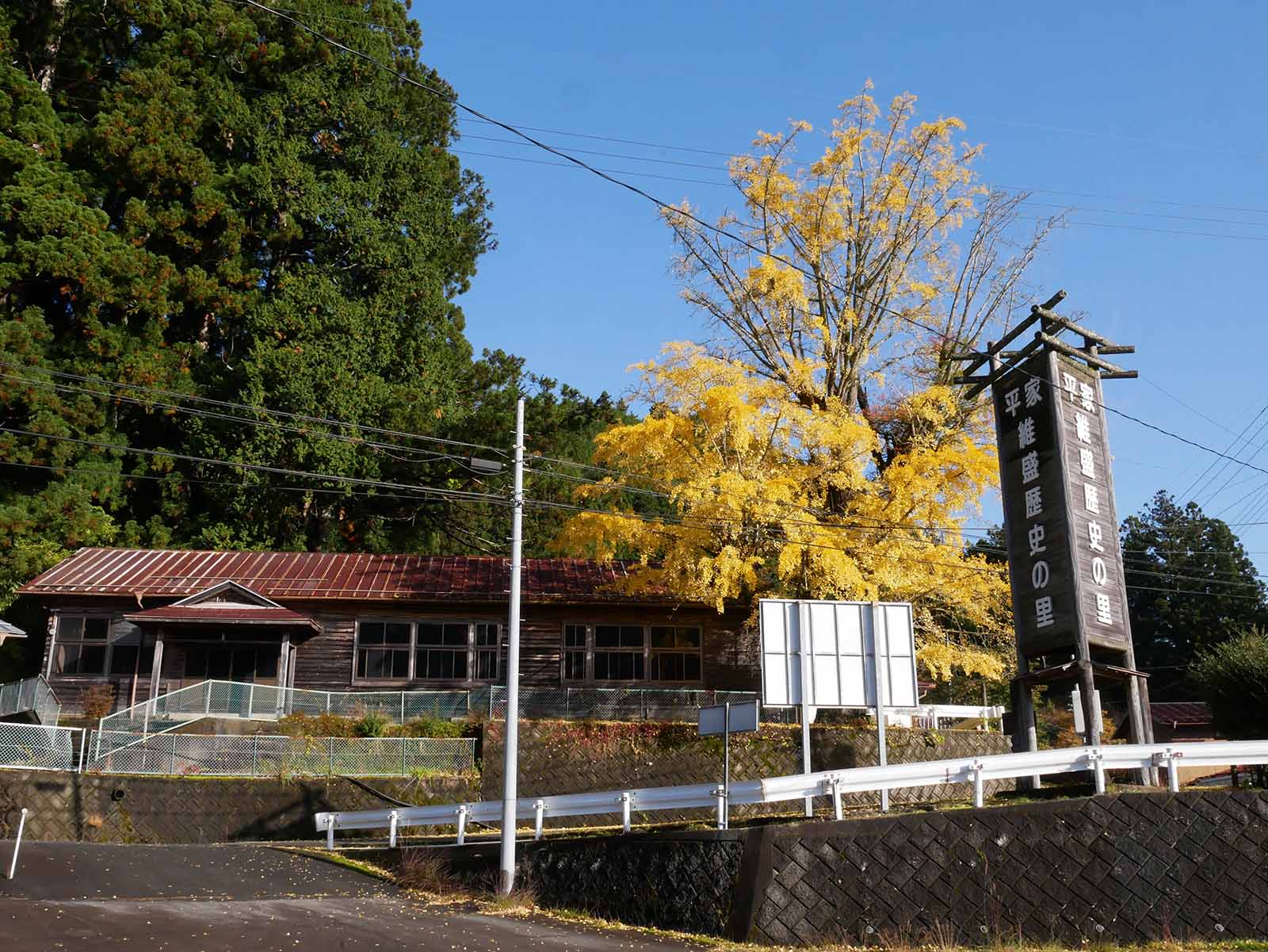 野迫川勝手神社のスギ