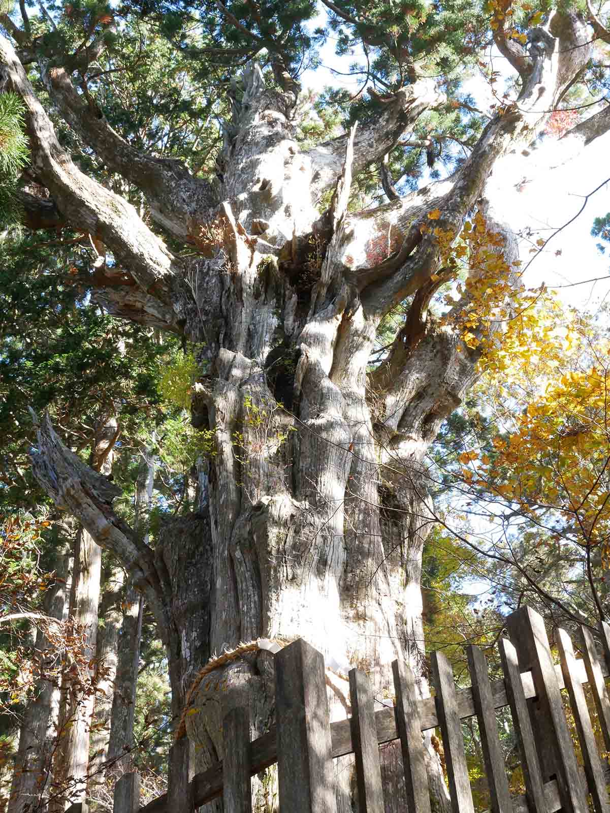 玉置神社の神代スギ