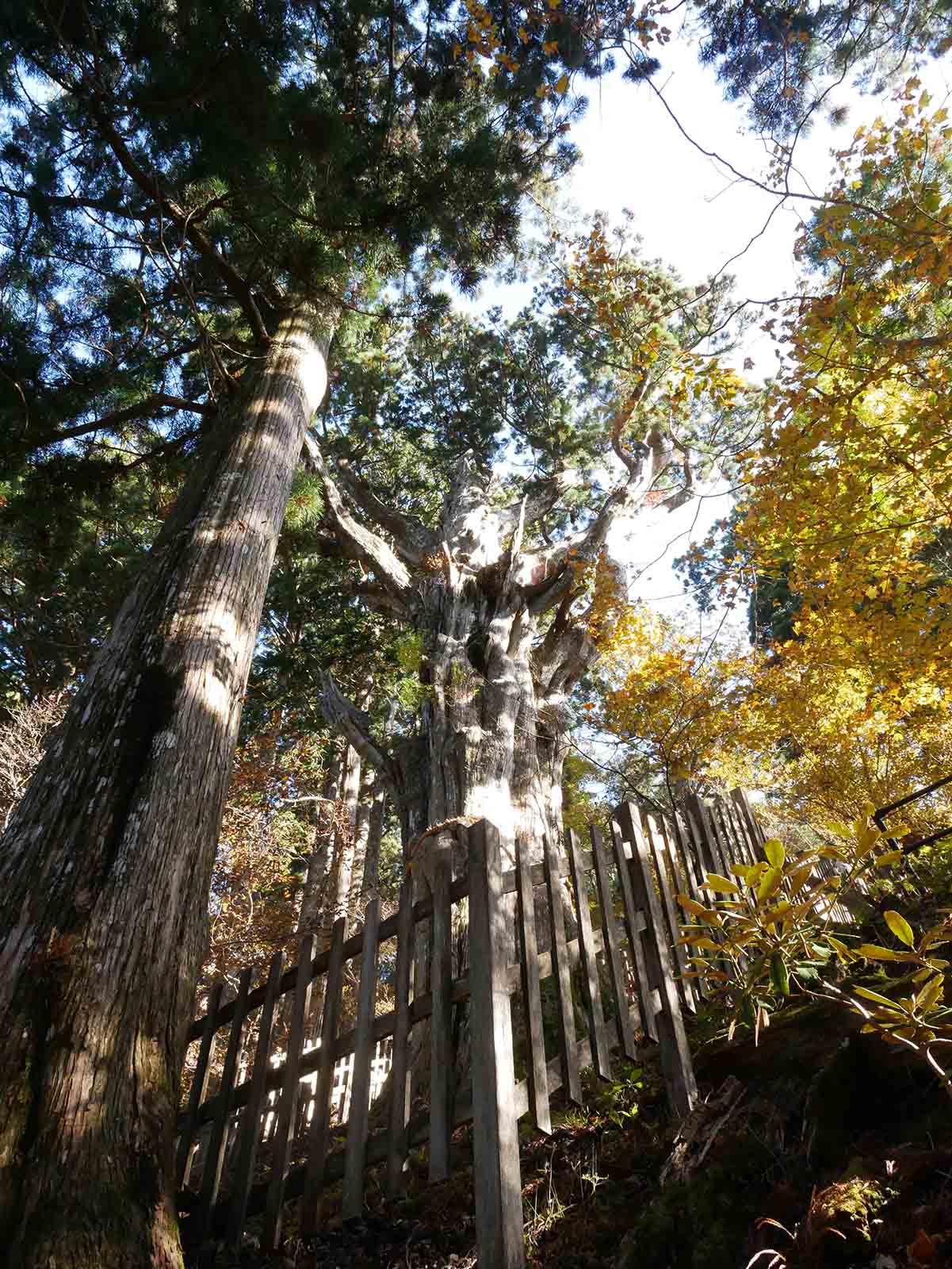 玉置神社の神代スギ