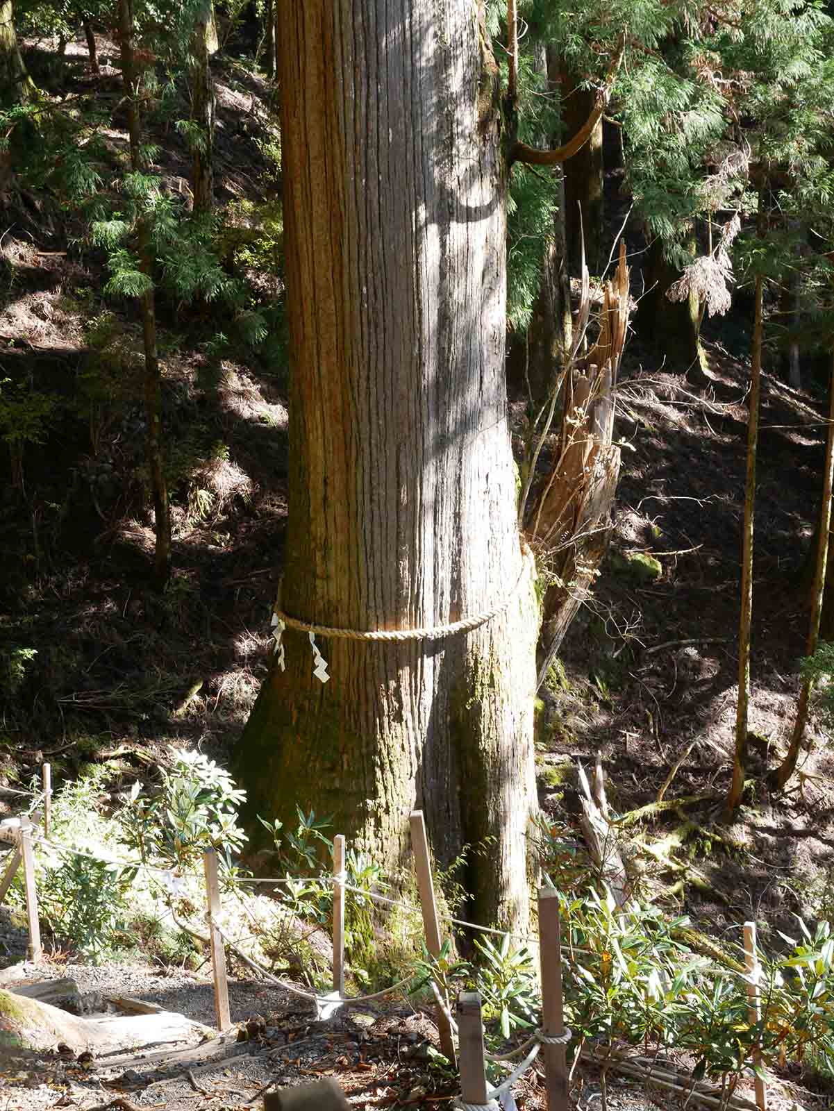 玉置神社のスギ