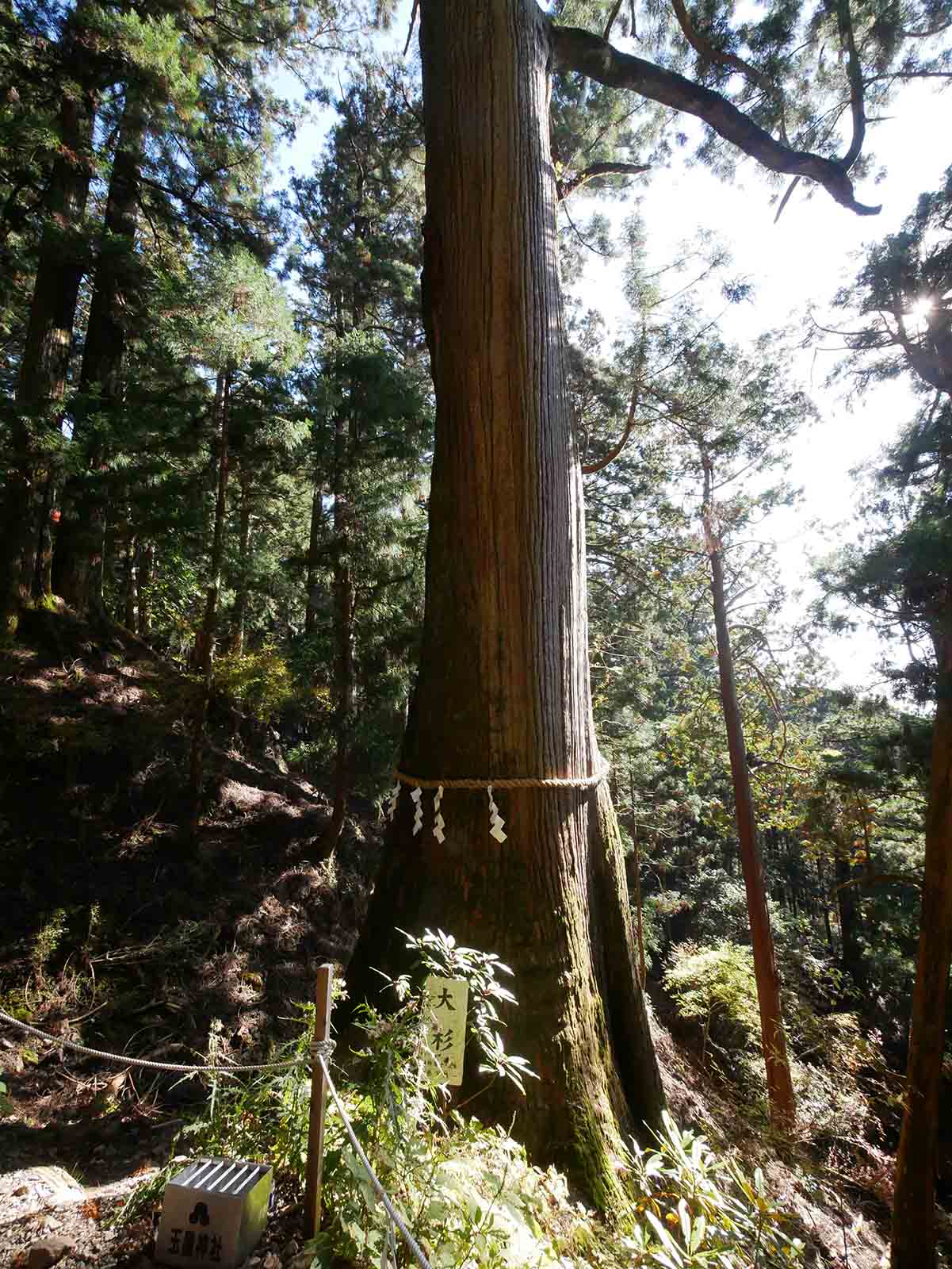 玉置神社のスギ