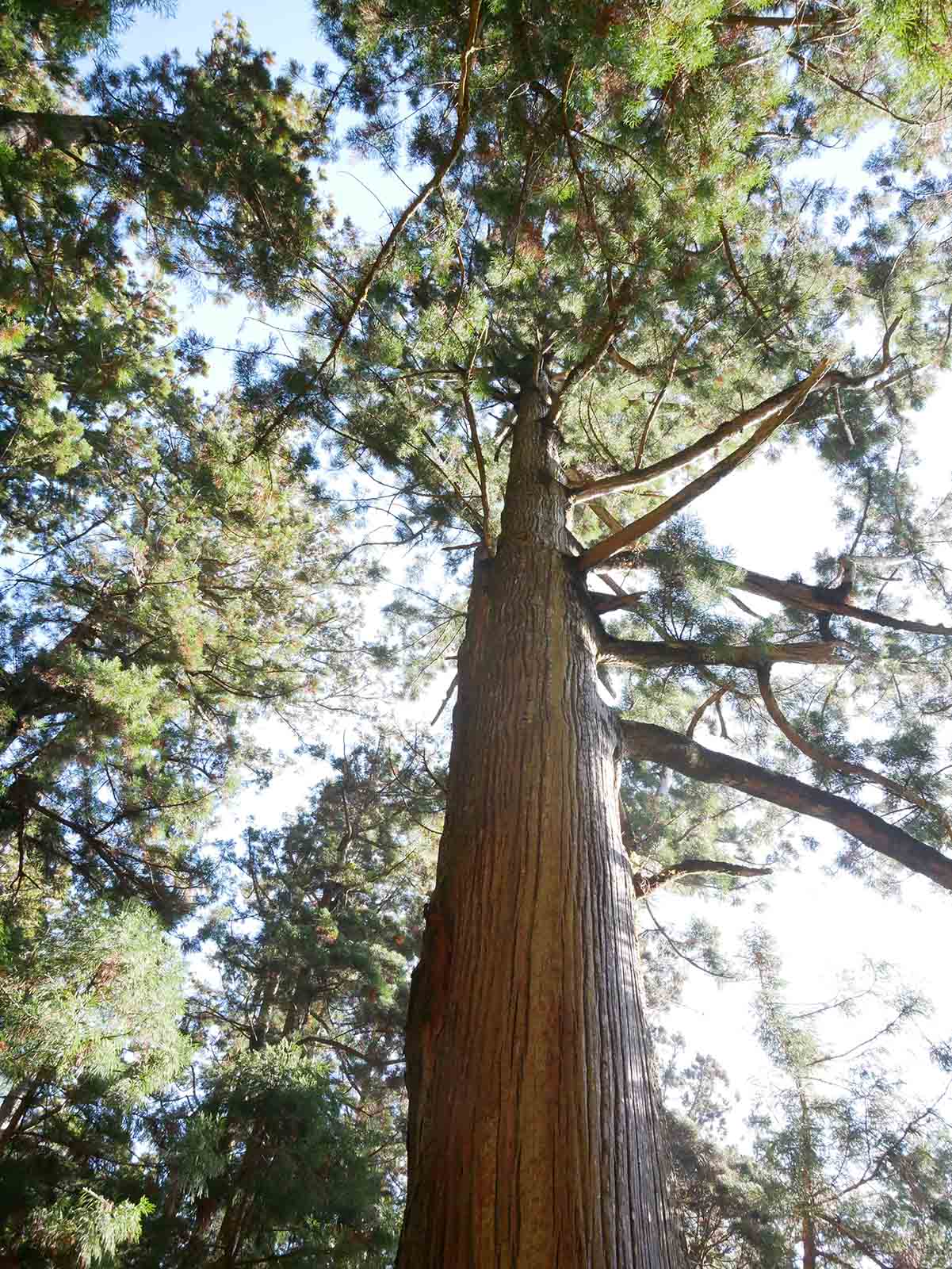 玉置神社のスギ