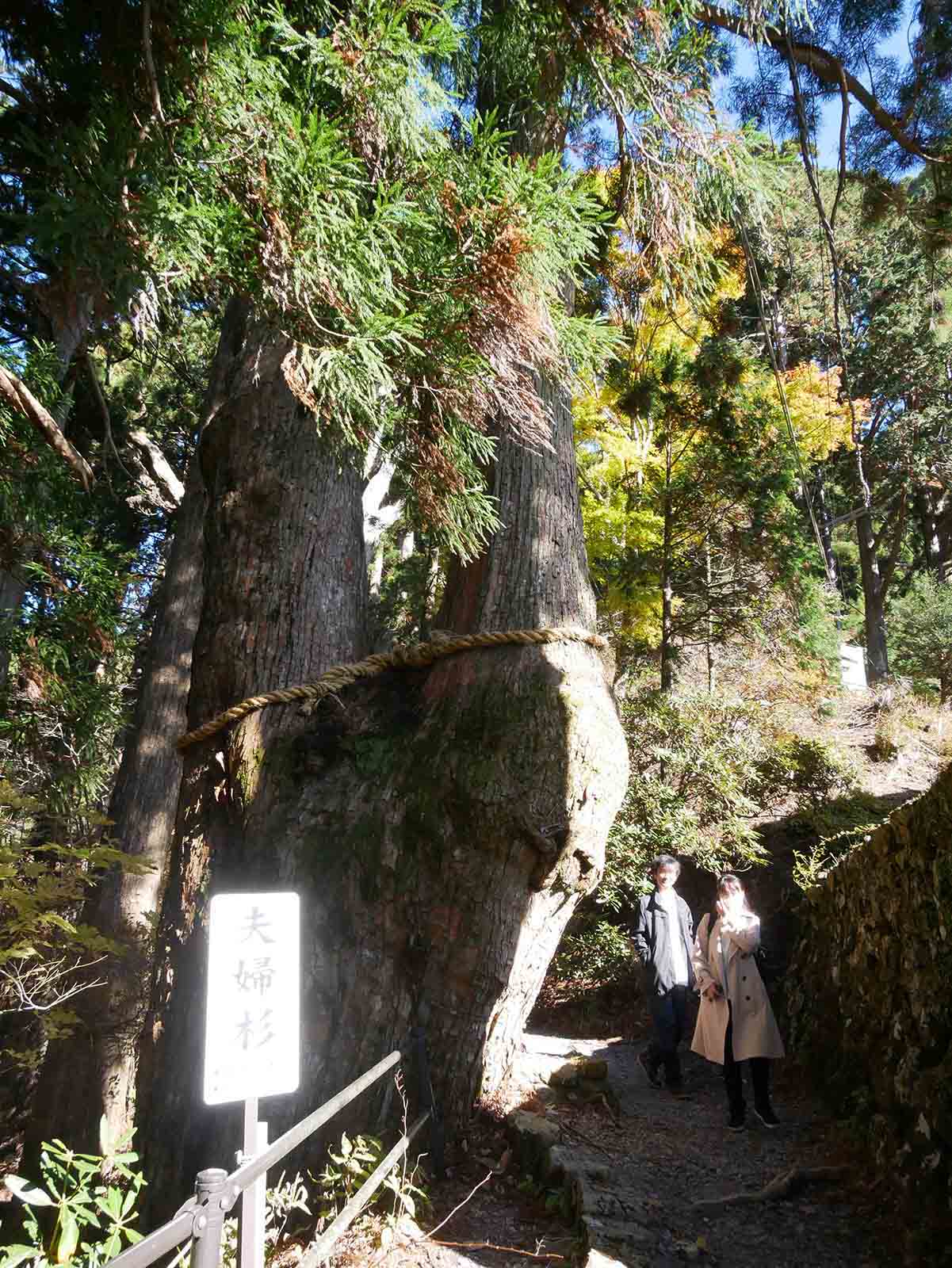 玉置神社の夫婦スギ