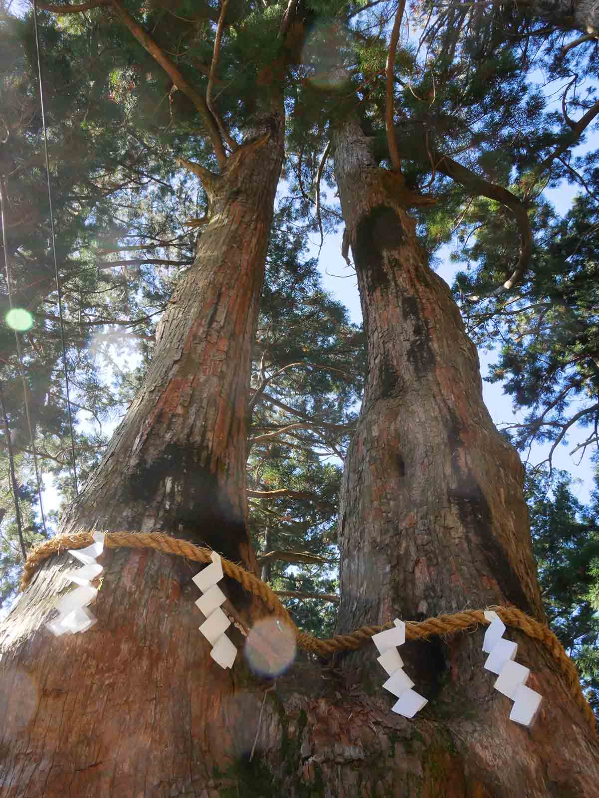 玉置神社の夫婦スギ