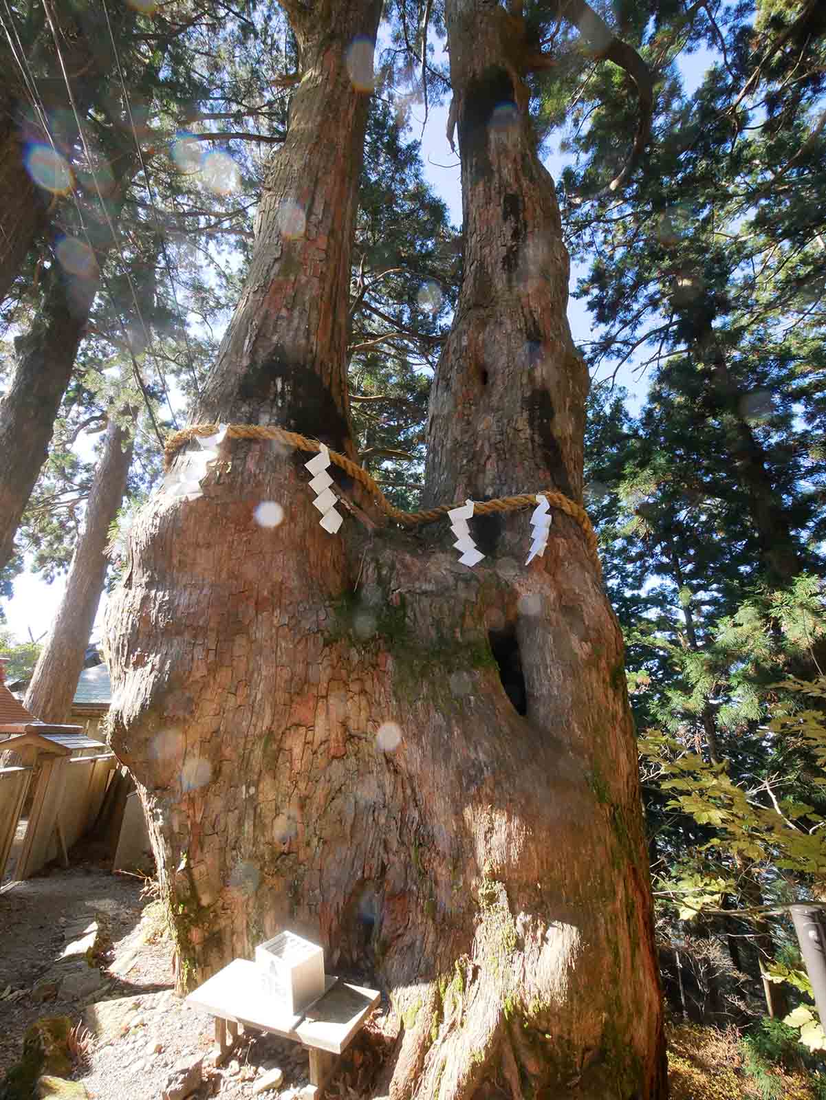 玉置神社の夫婦スギ