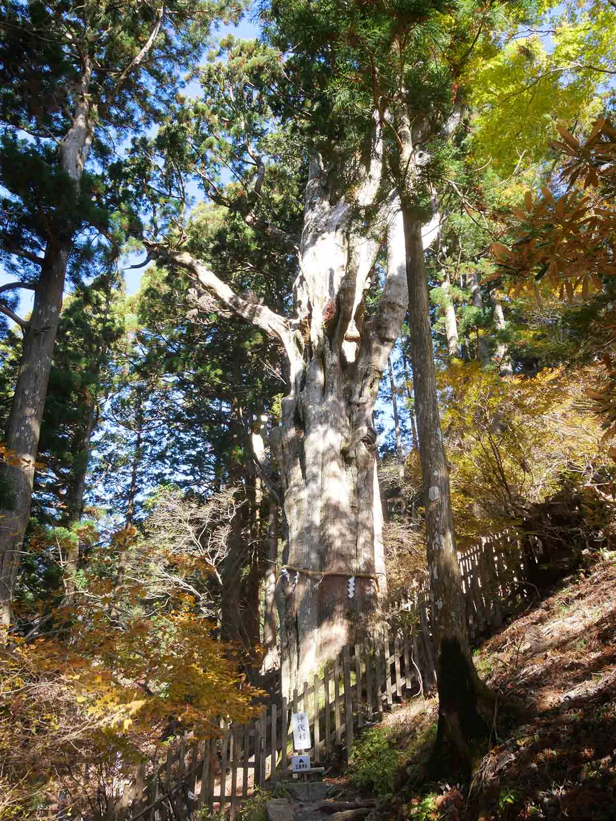 玉置神社の夫婦スギ