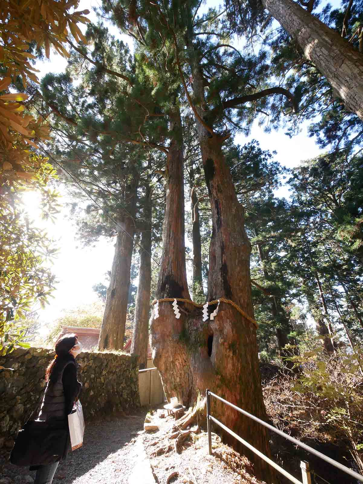 玉置神社の夫婦スギ