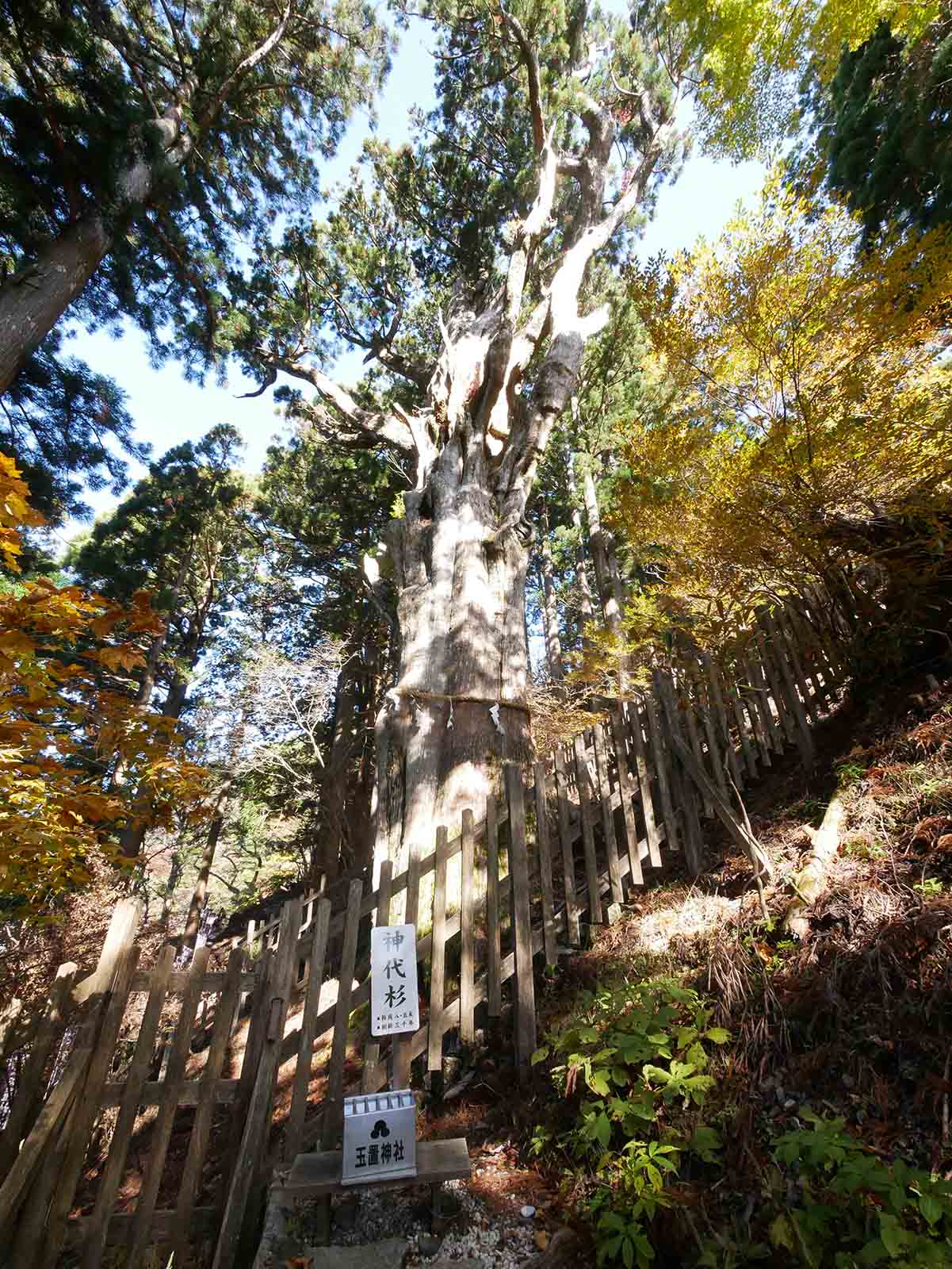 玉置神社の神代スギ