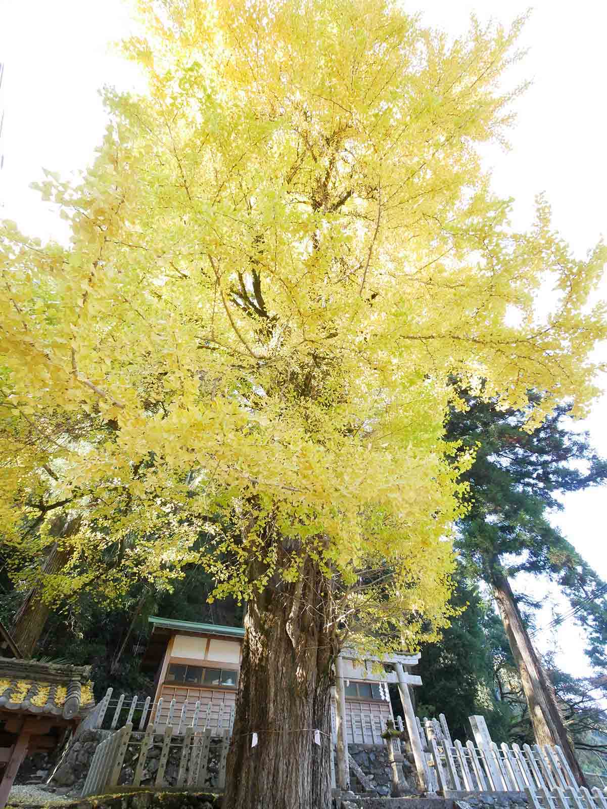 玉置神社のスギ