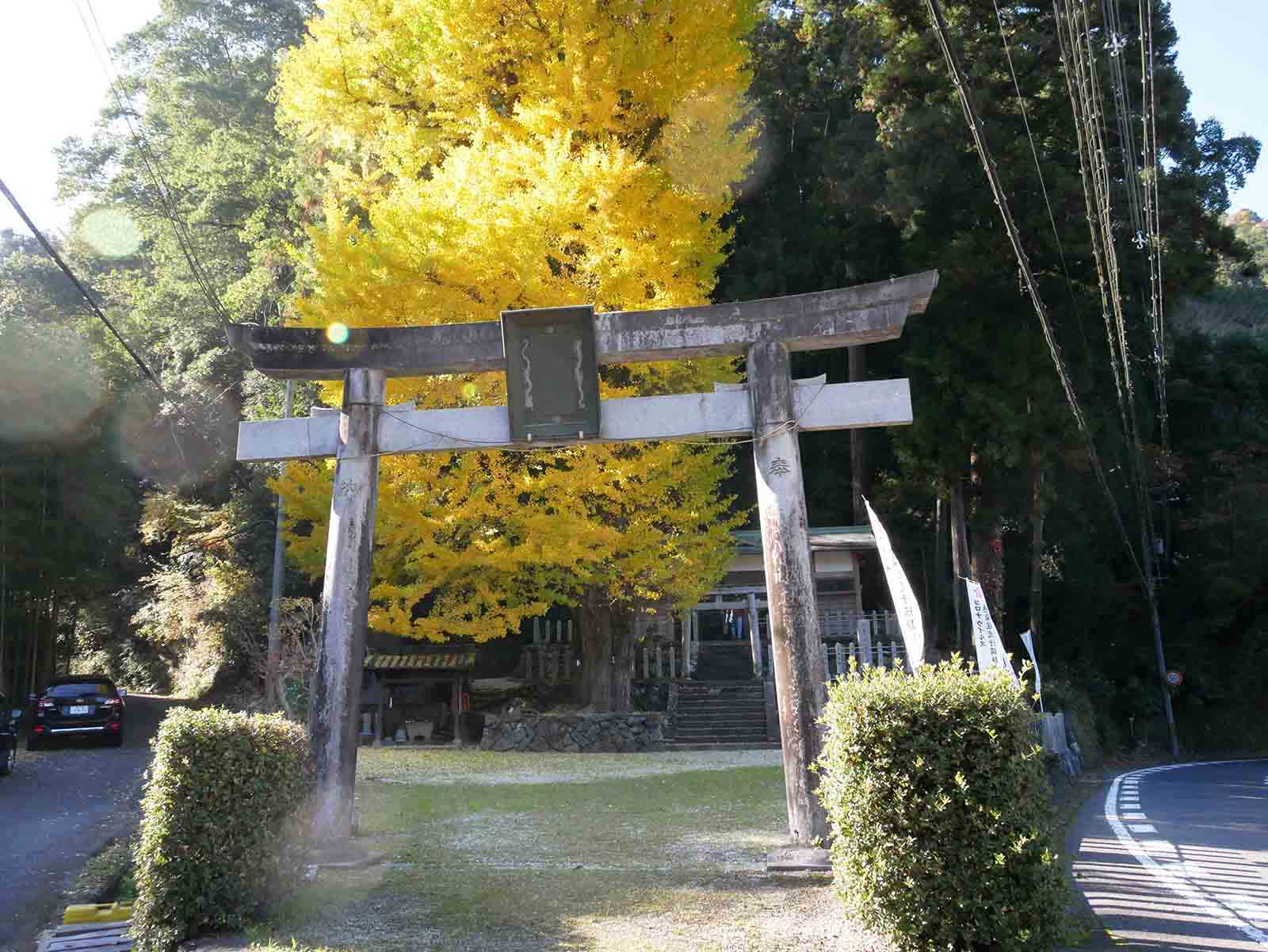 玉置神社のスギ