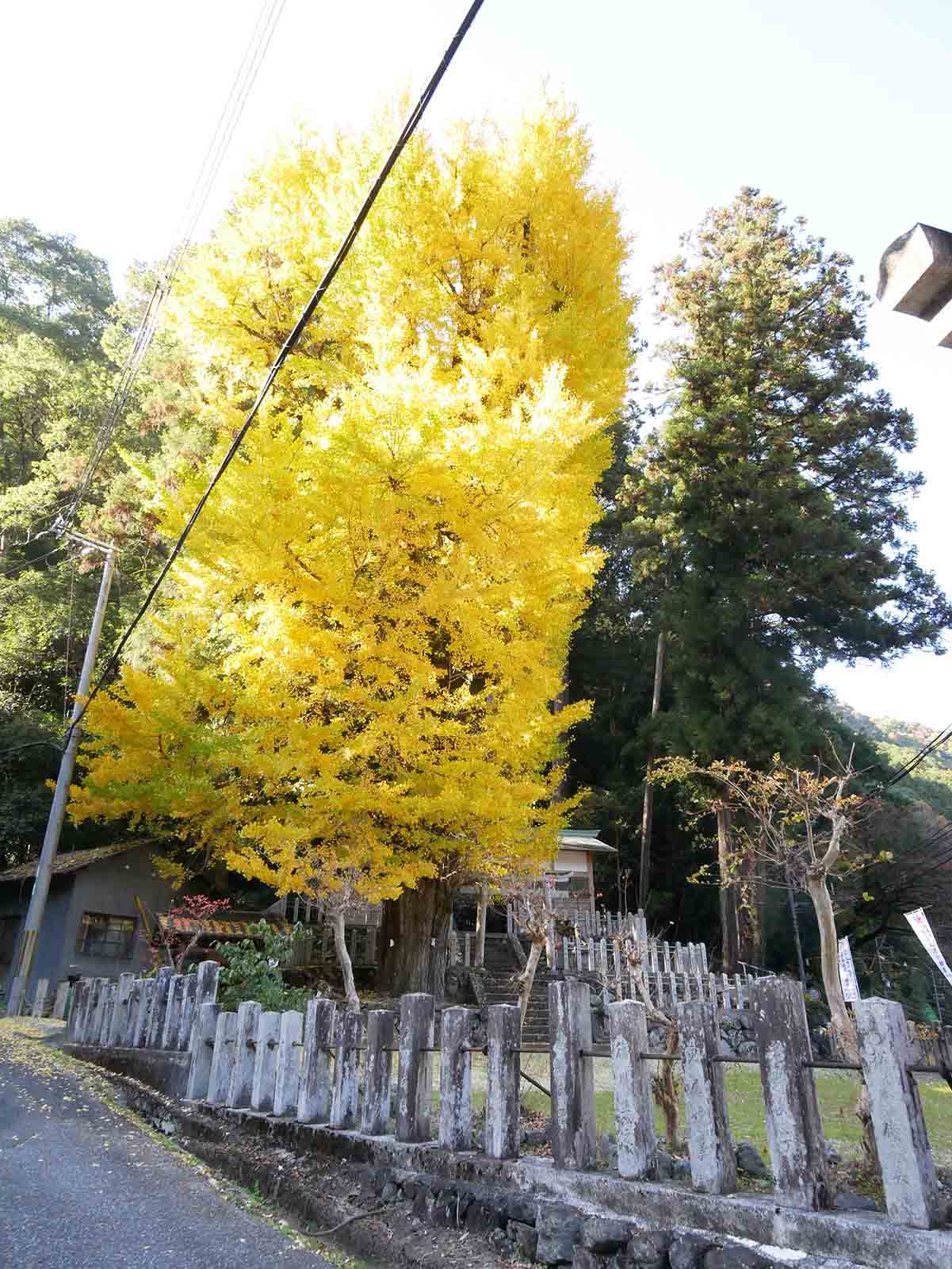 玉置神社のスギ