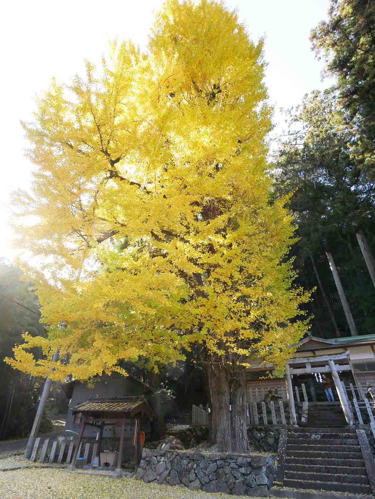 玉置神社のスギ