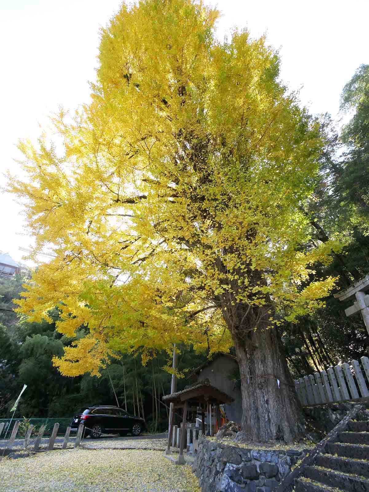 玉置神社のスギ