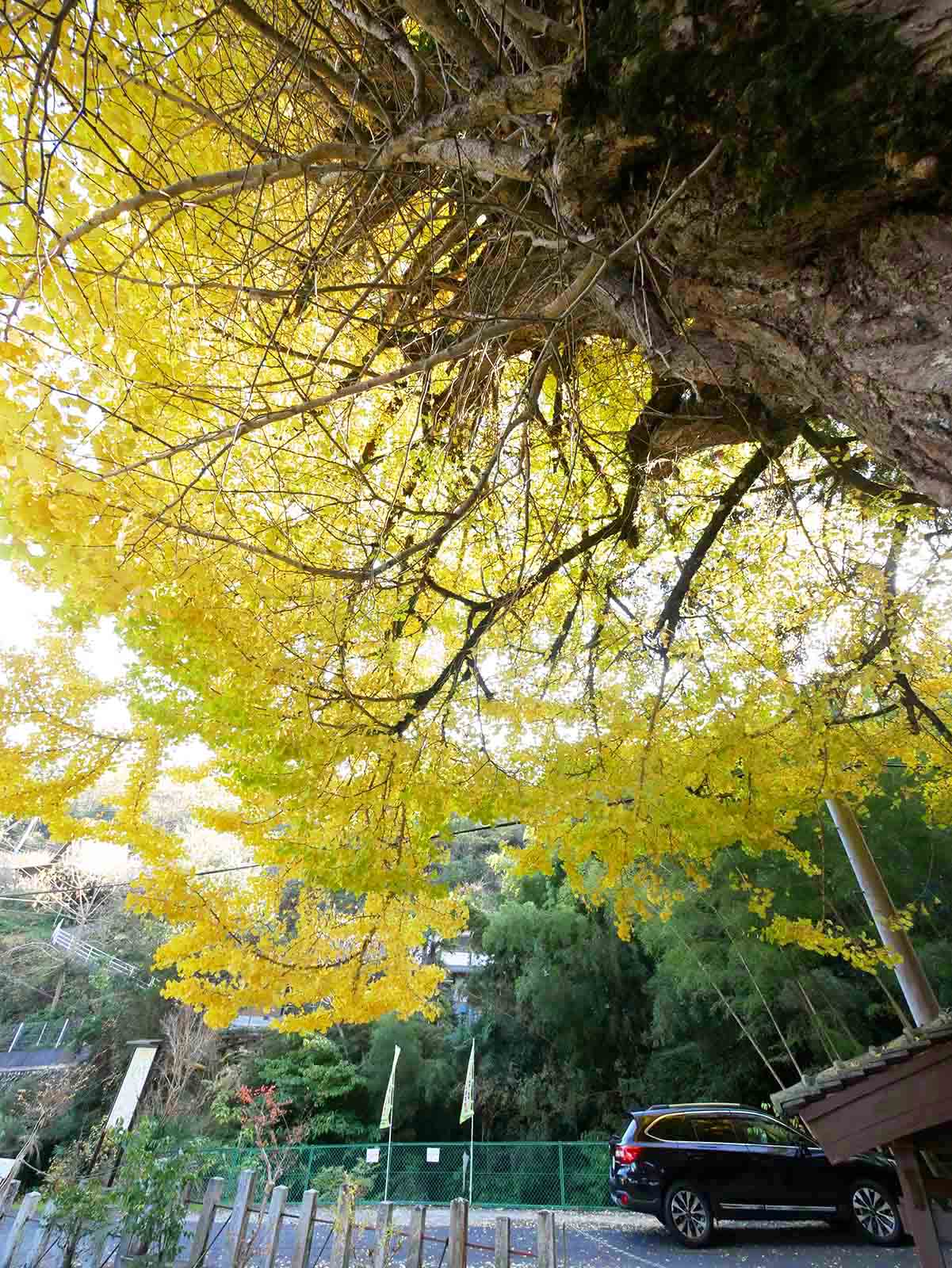 玉置神社のスギ