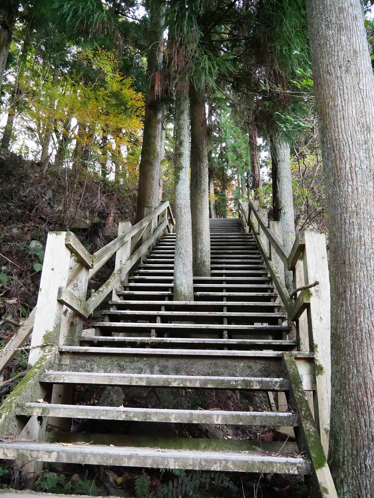 高取城跡の大杉