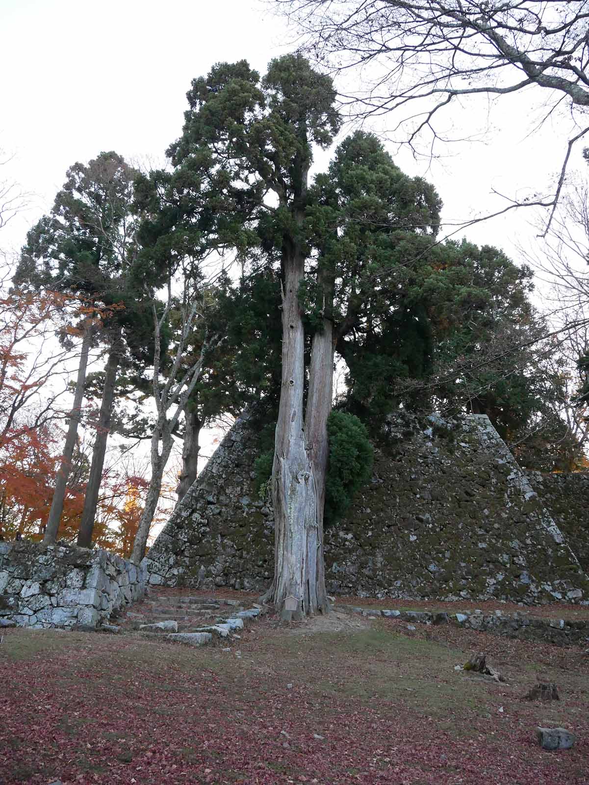 高取城跡の大杉