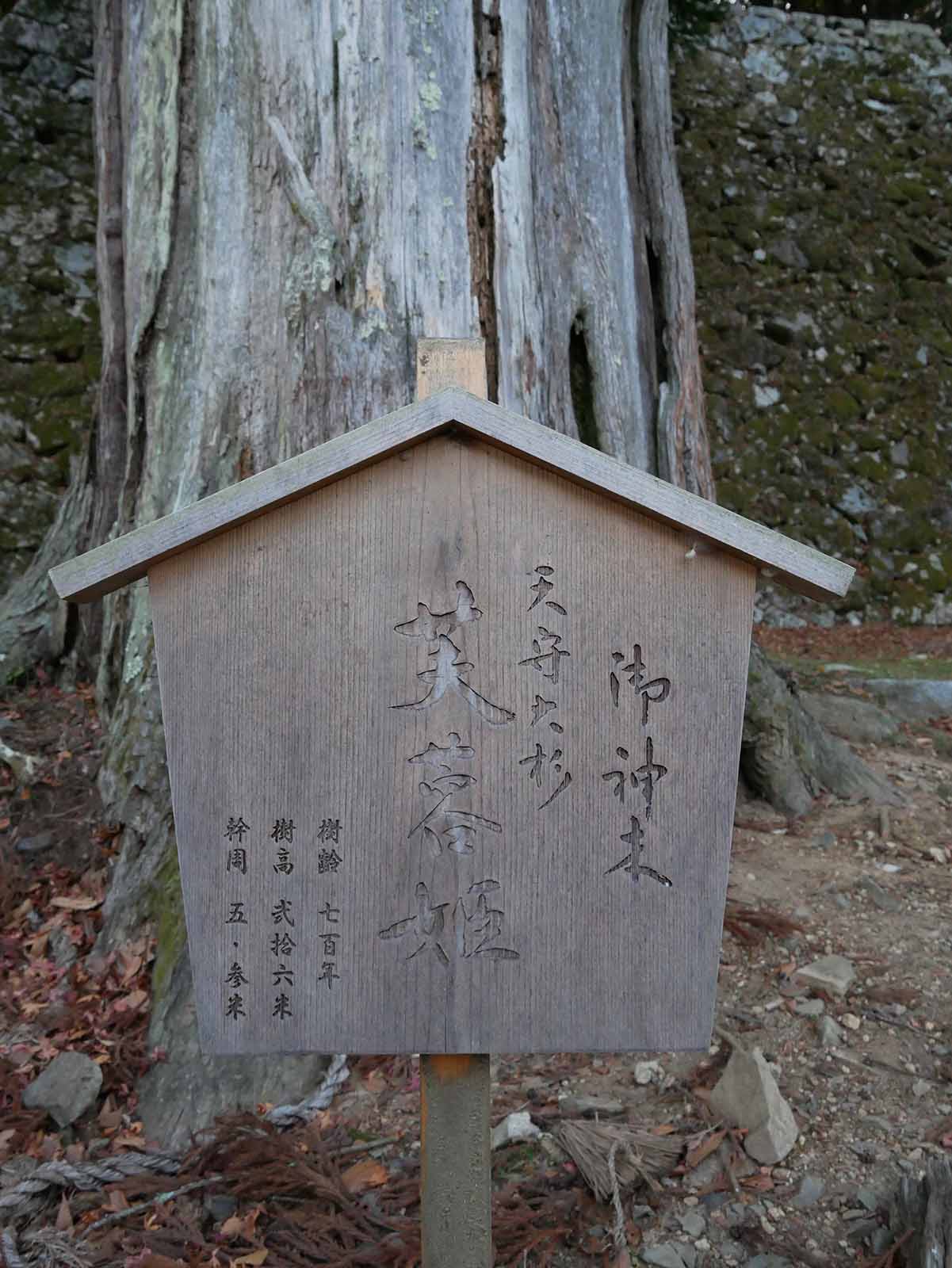 高取城跡の大杉