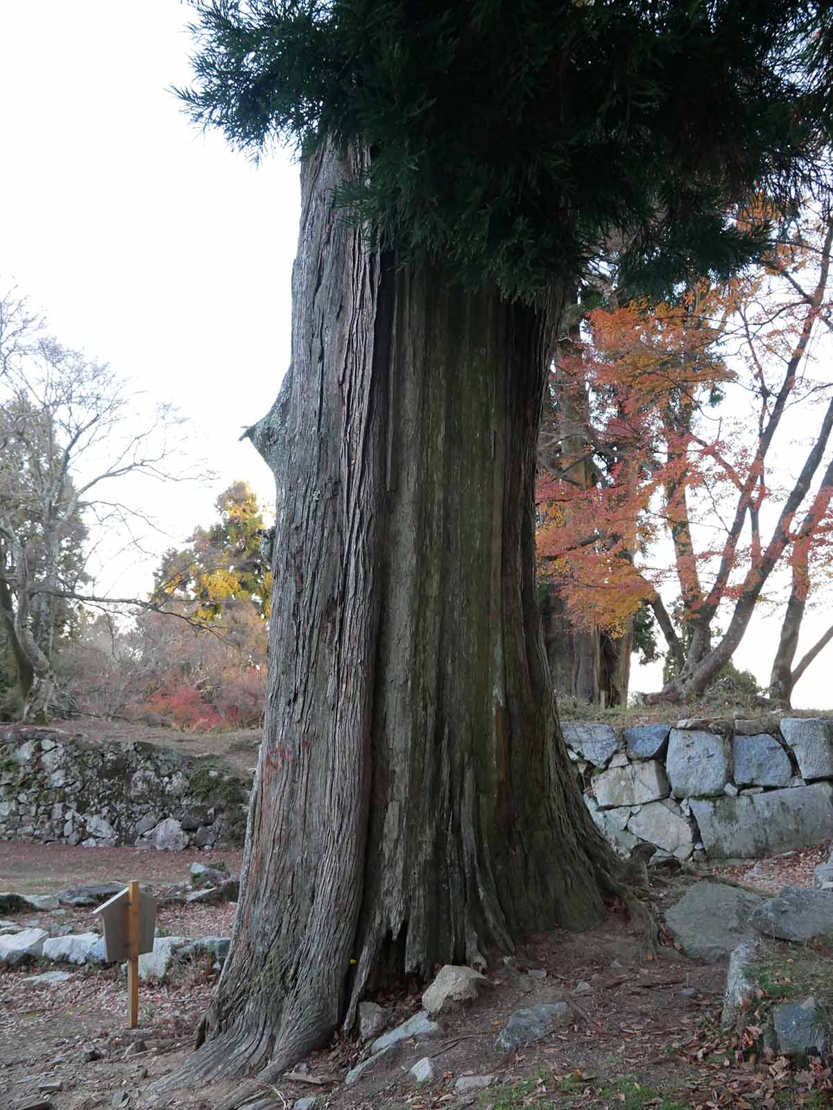 高取城跡の大杉