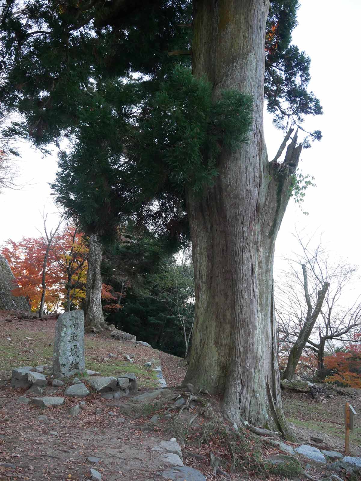 高取城跡の大杉